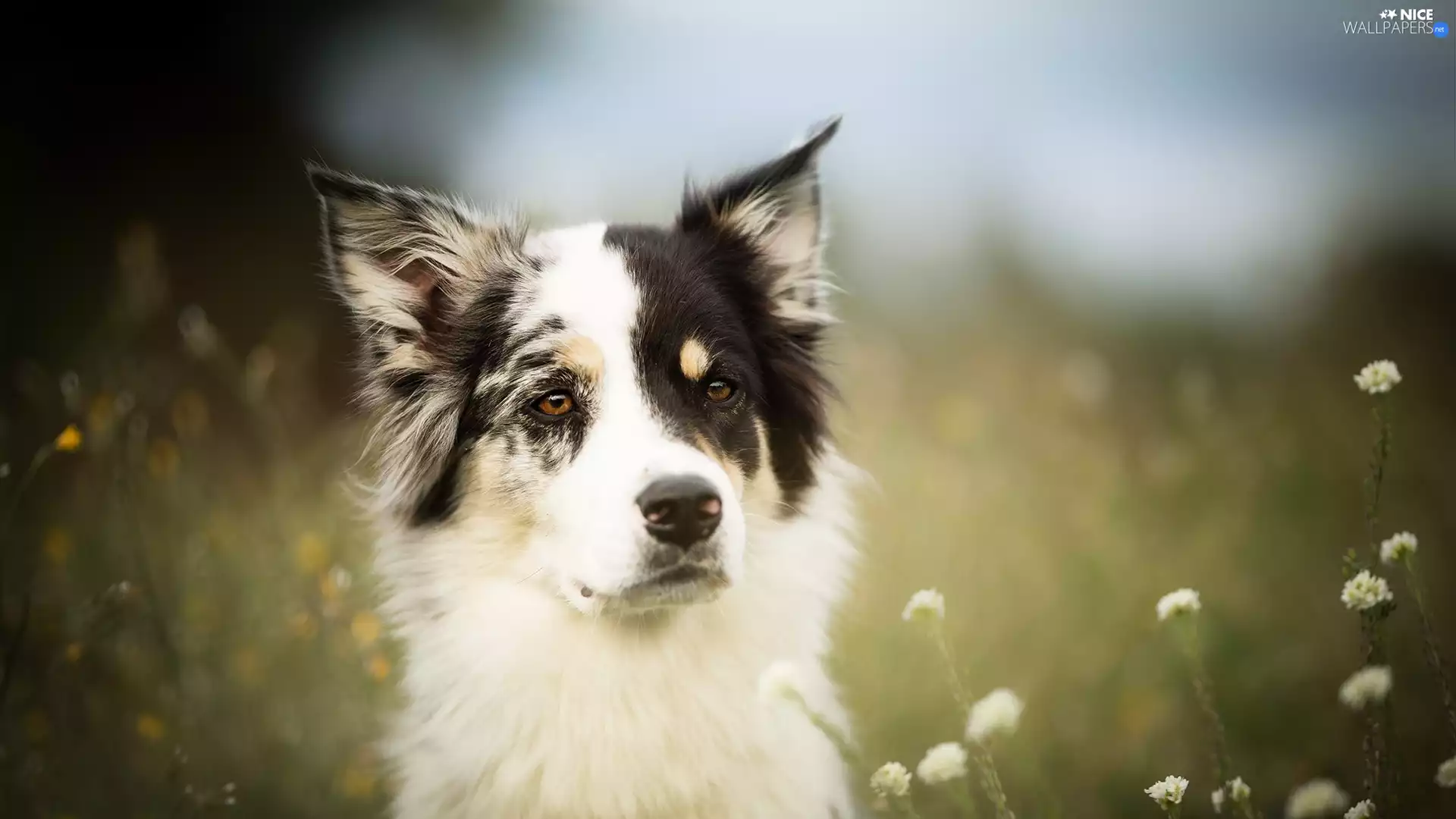 Meadow, Flowers, Border Collie, muzzle, dog