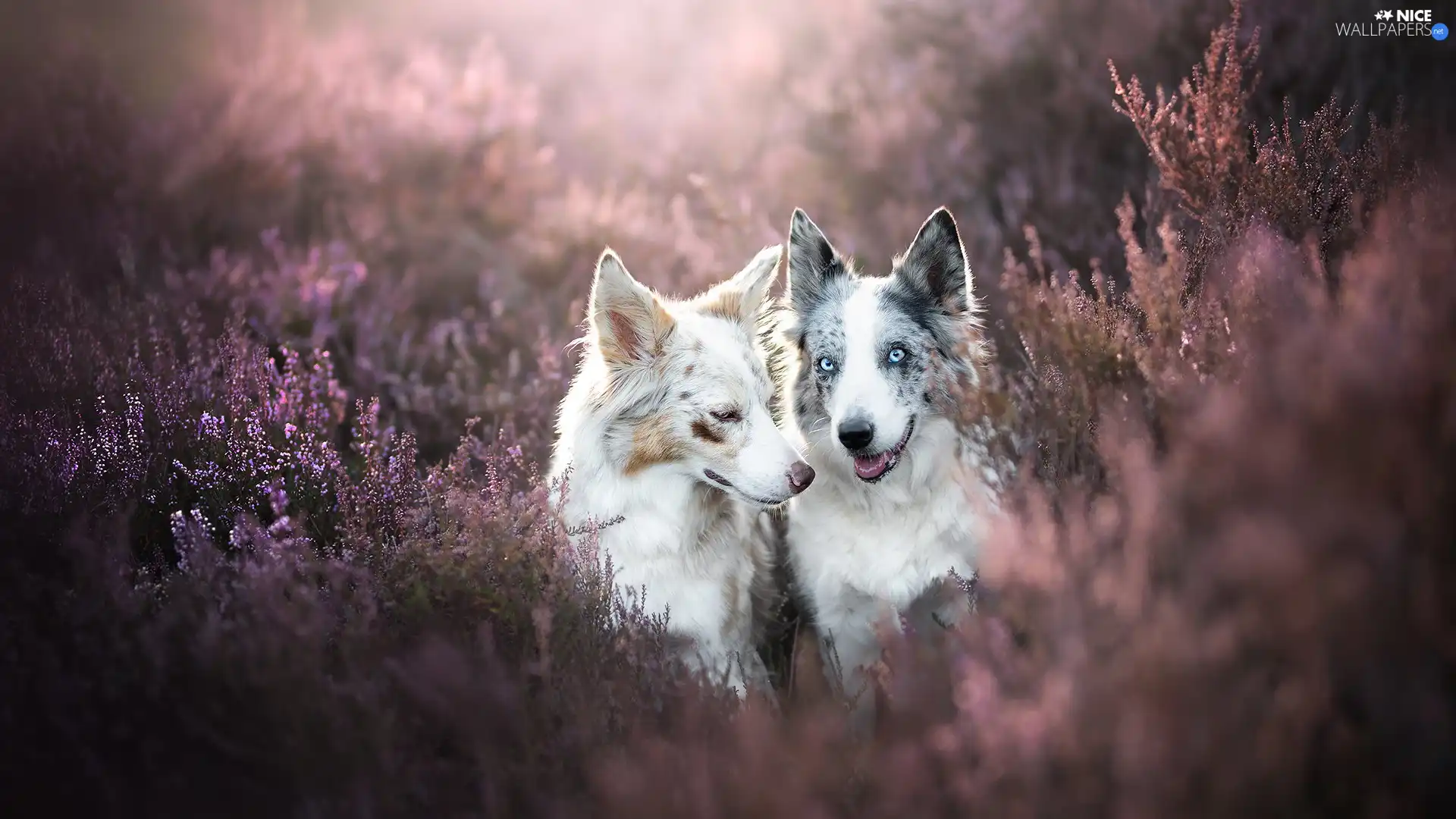 Two cars, Border Collie, heathers, Dogs