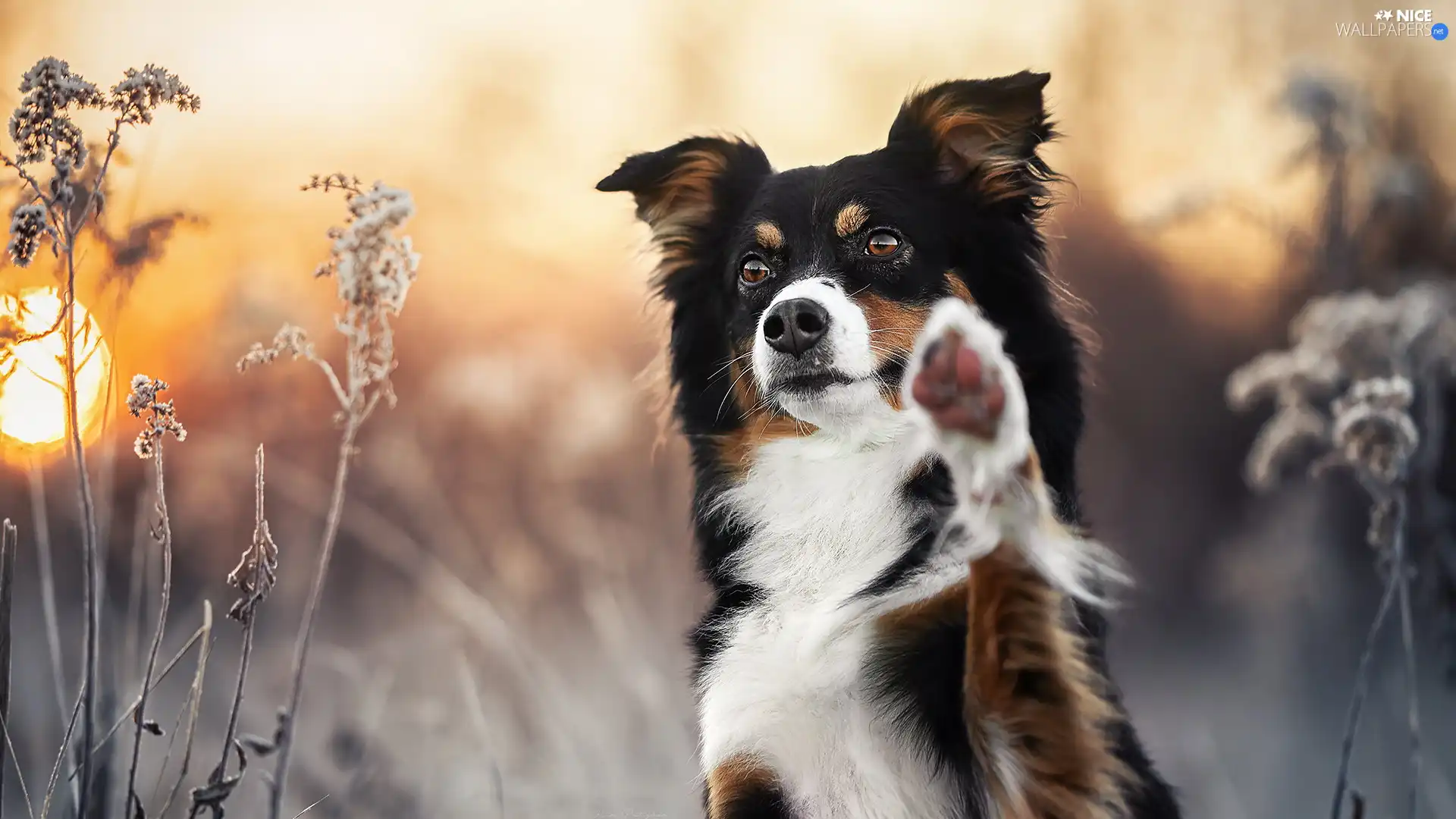 grass, dog, Border Collie