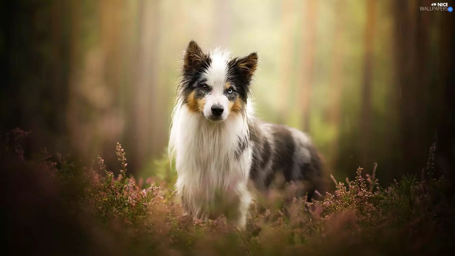 heathers, dog, Border Collie