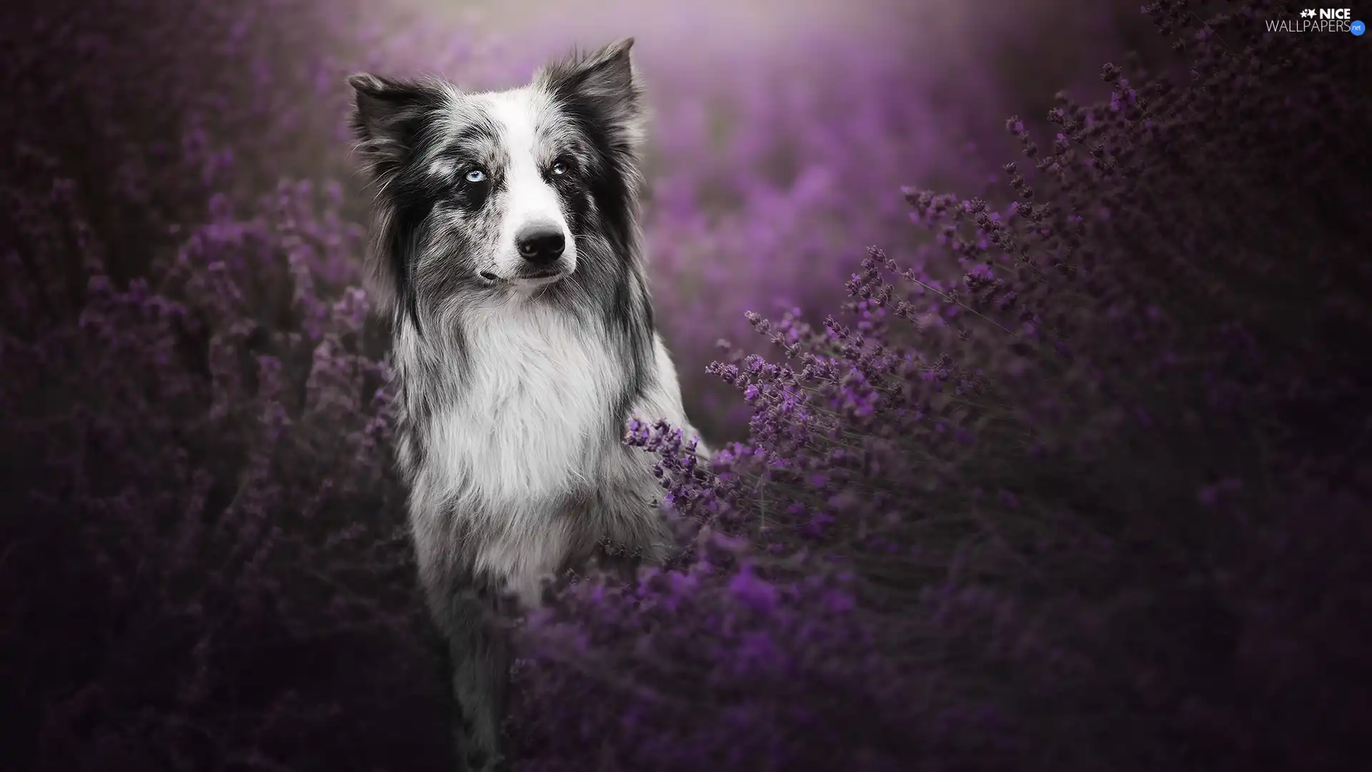 lavender, dog, Border Collie