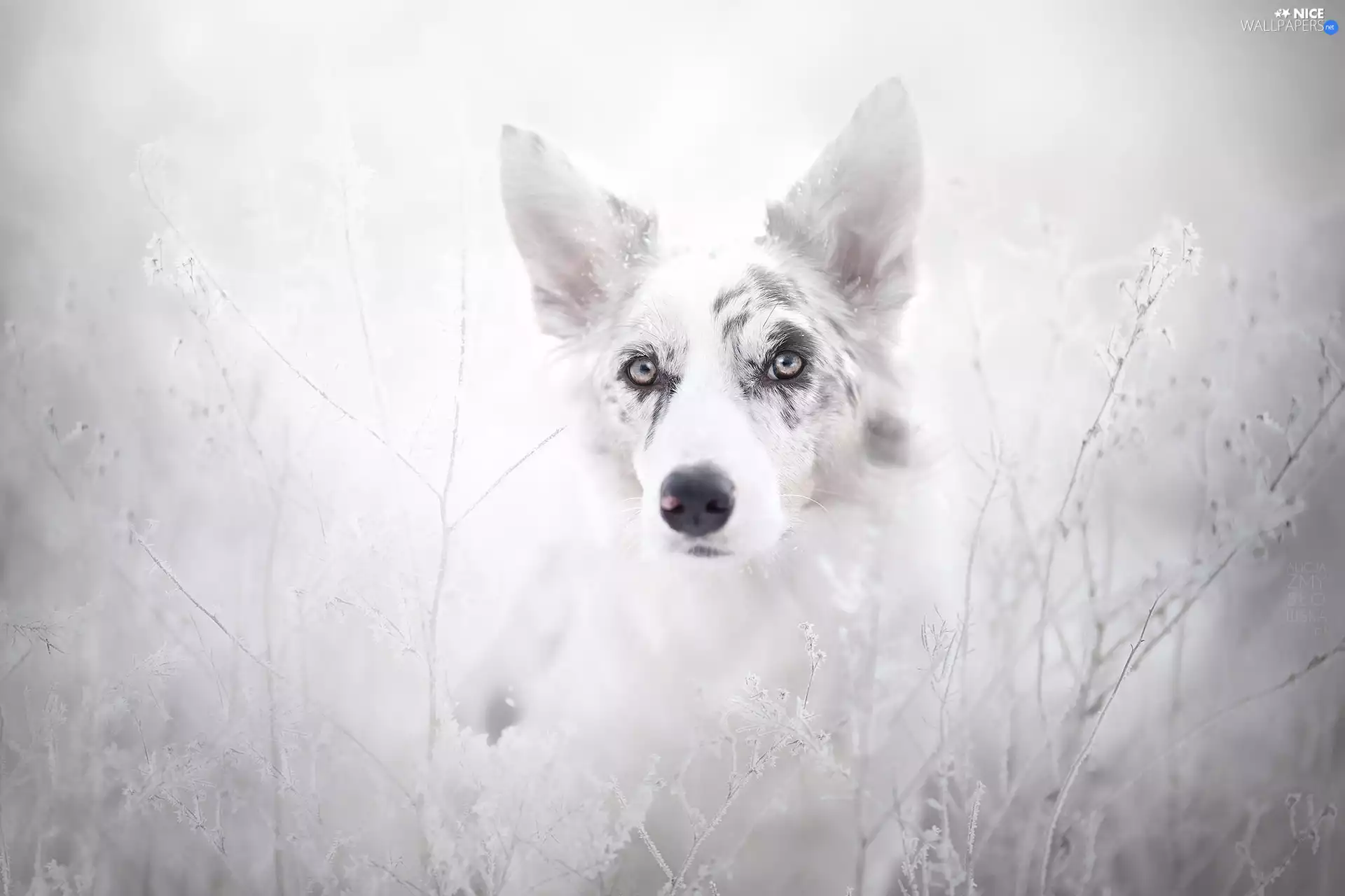 Border Collie, Plants, grass, rime