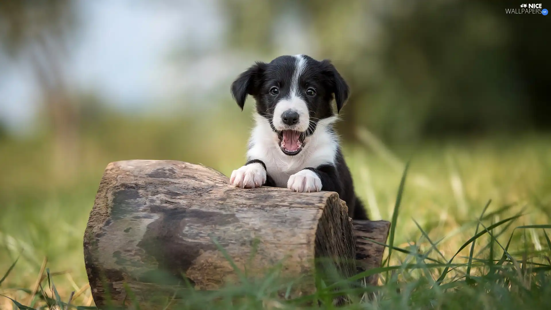 stump, grass, Border Collie, mouth, Puppy