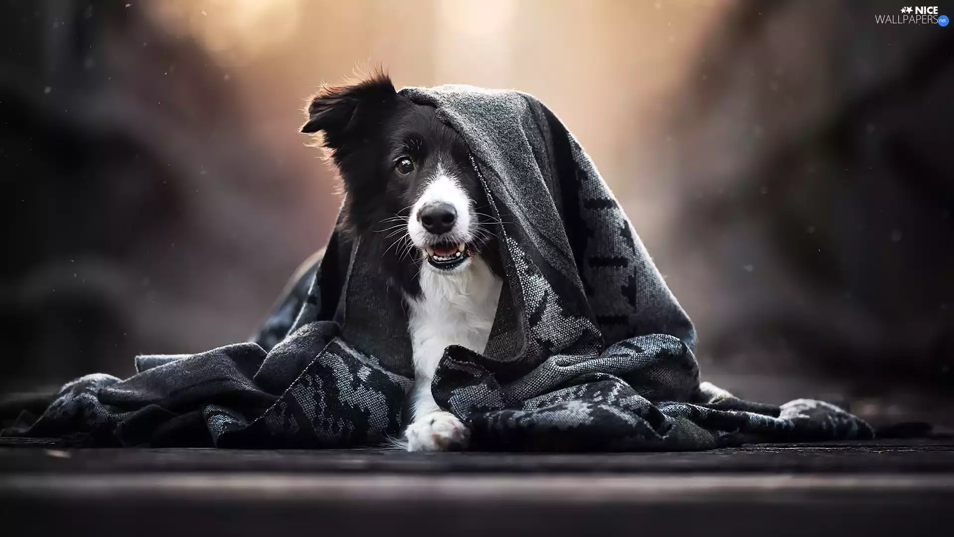 shawl, dog, Border Collie