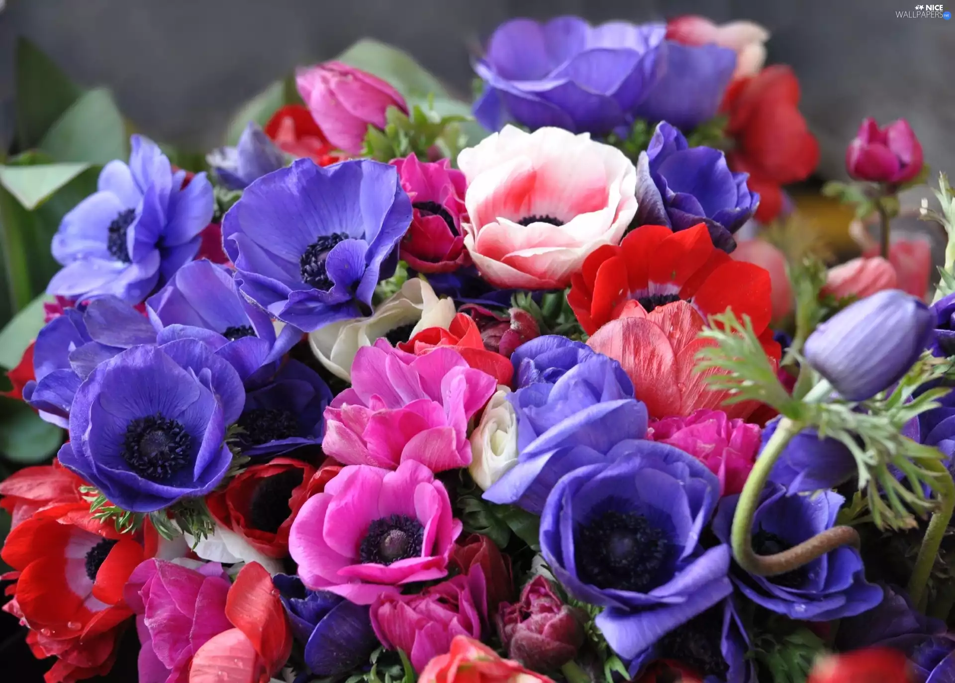 color, Anemones