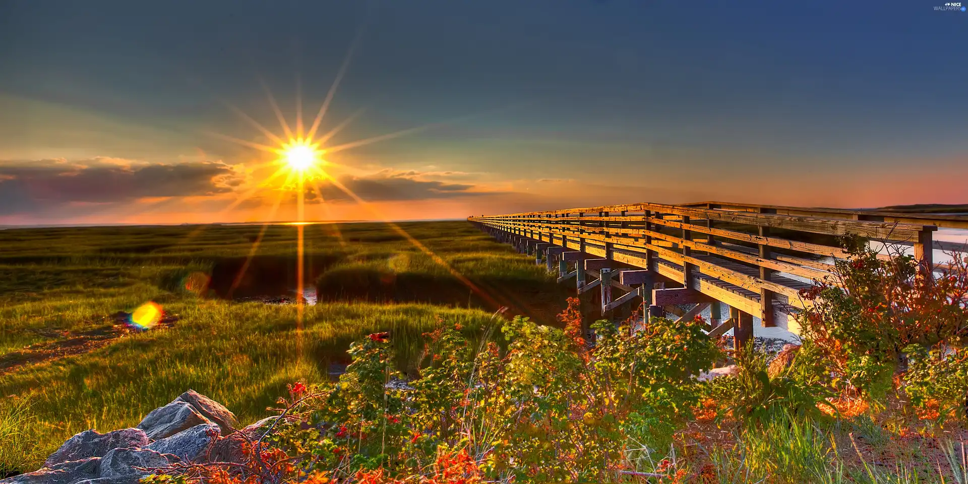 color, Bush, wooden, bridge, summer