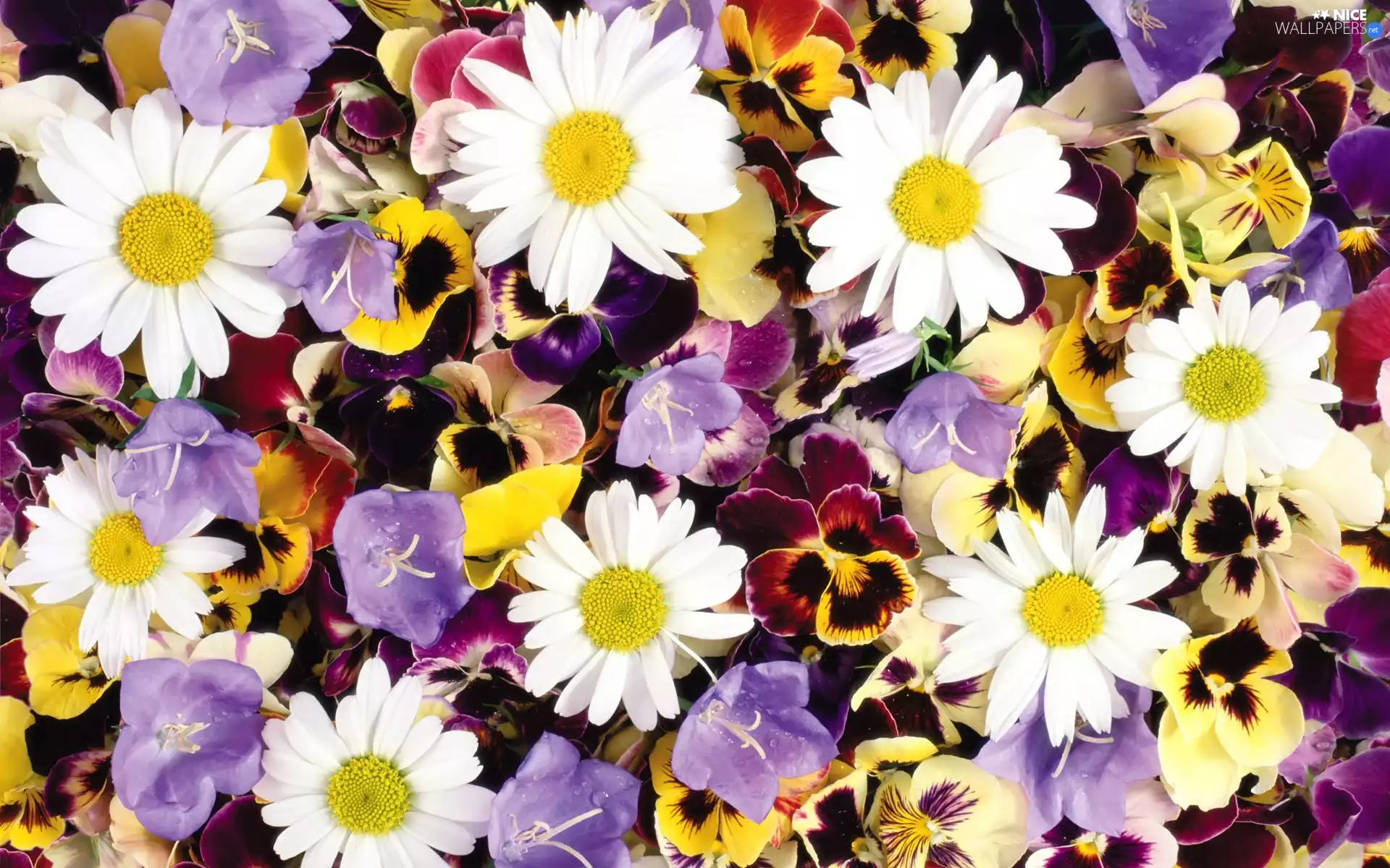Flowers, different, chamomile, ##, pansies, color