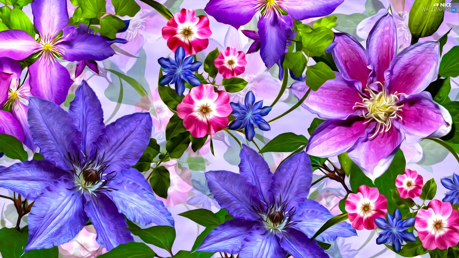 Flowers, Clematis, graphics, color