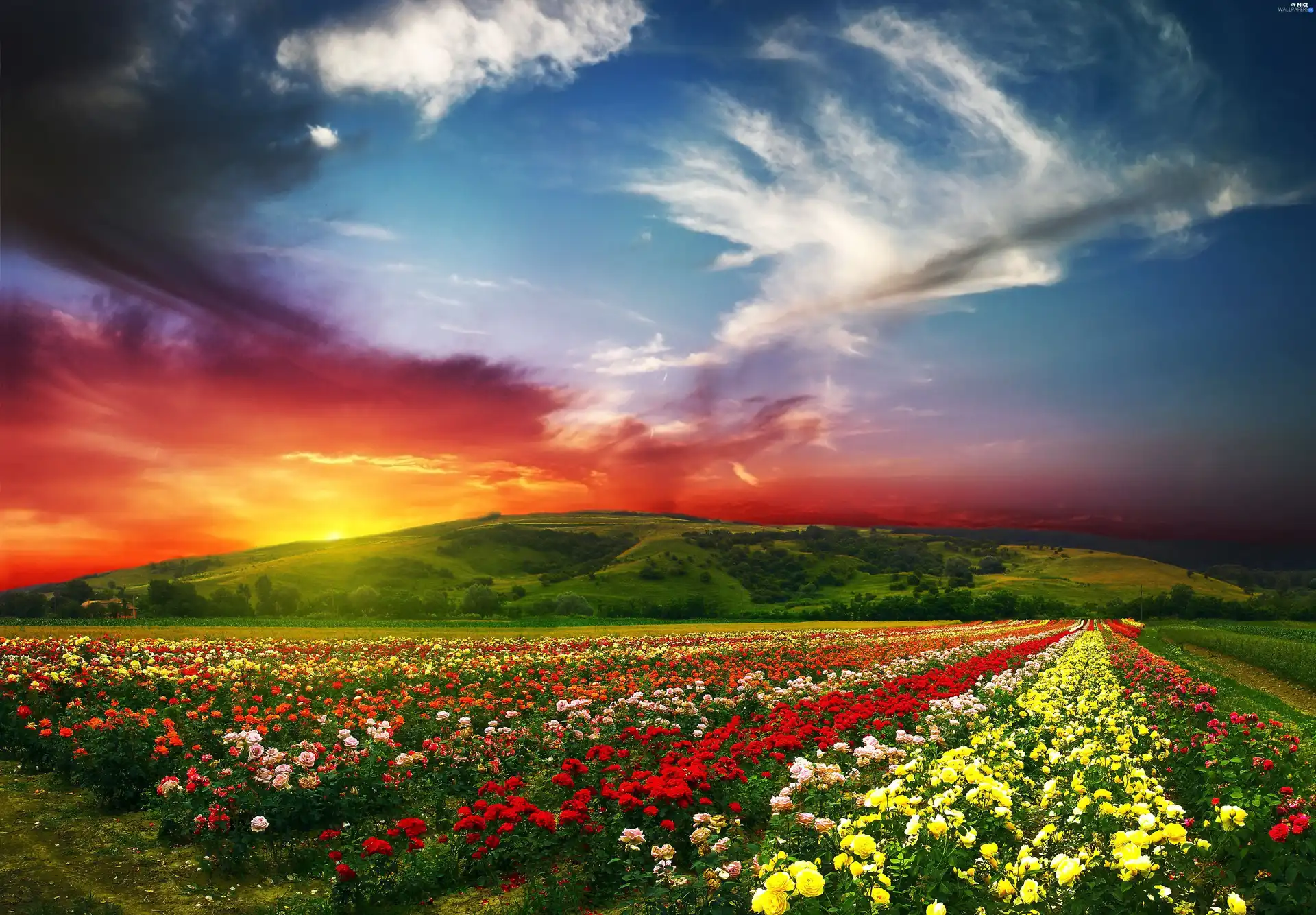 mountains, west, color, Flowers, Meadow, sun