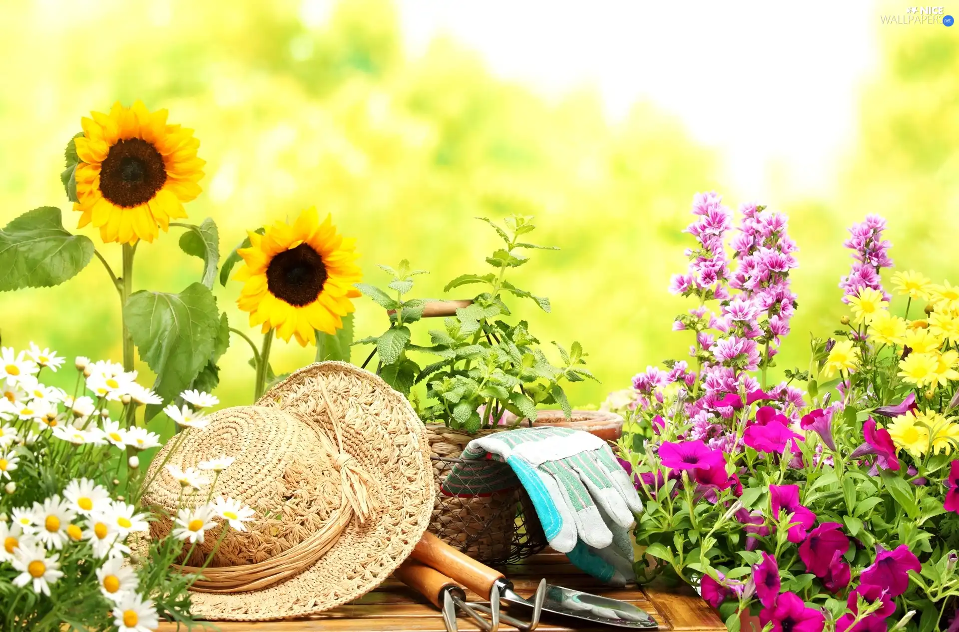 color, Flowers, chamomile, Hat, Nice sunflowers