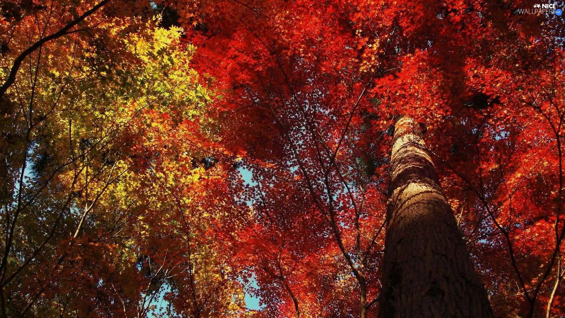 color, Leaf, trees, viewes, autumn