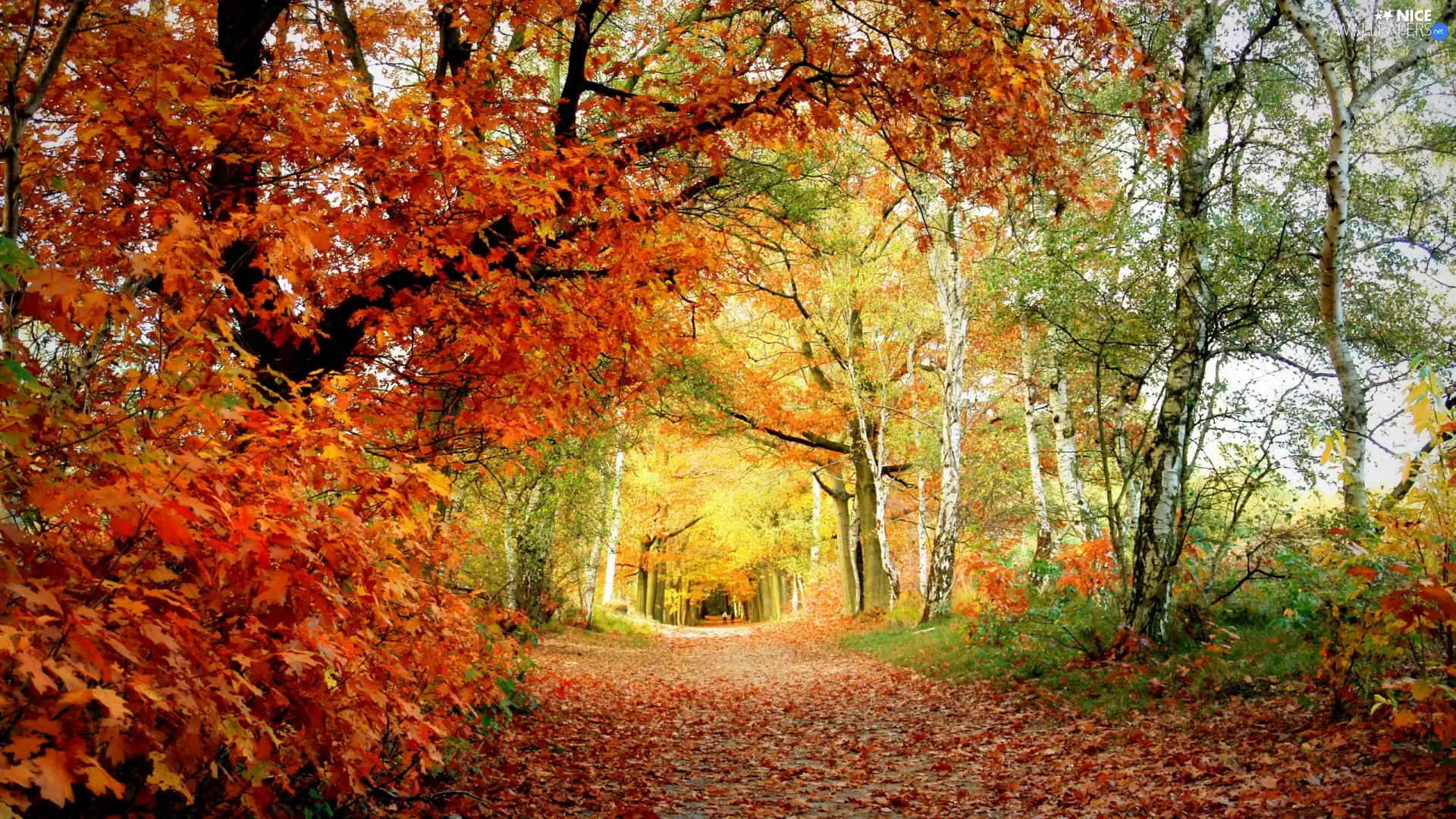 trees, autumn, color, Leaf, viewes, alley