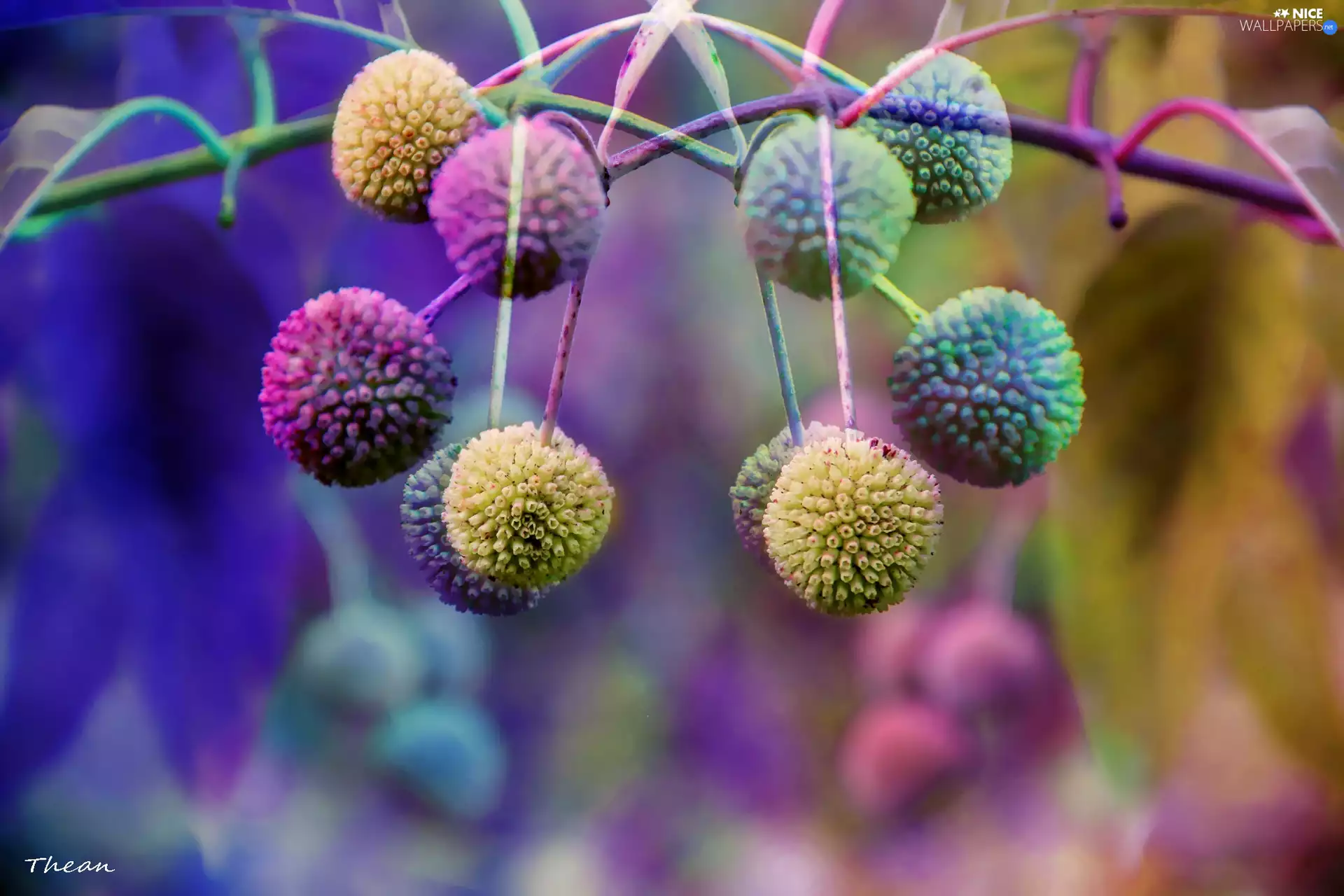 Plants, color, M&Ms balls