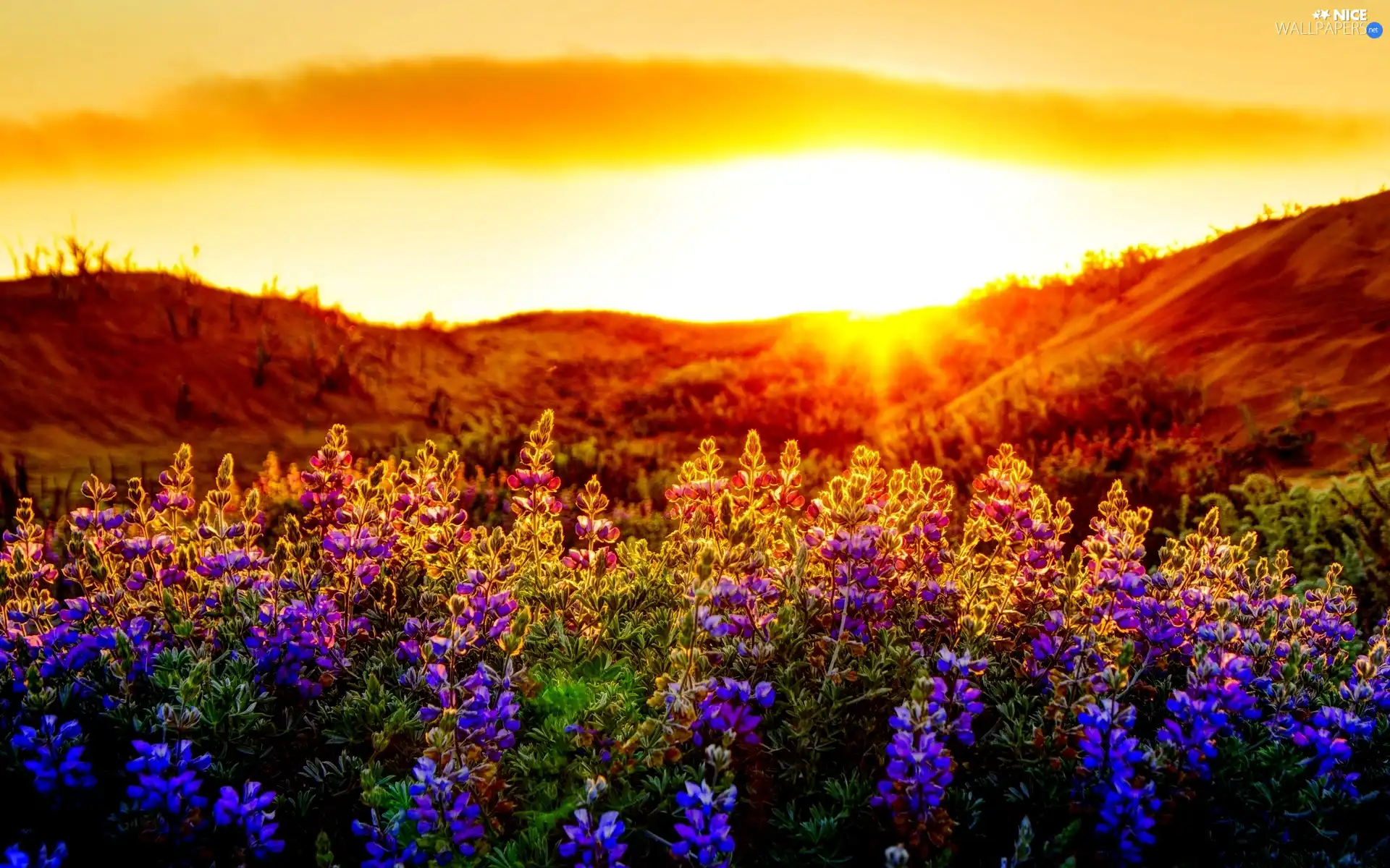Flowers, lupine, Meadow, color, rays of the Sun