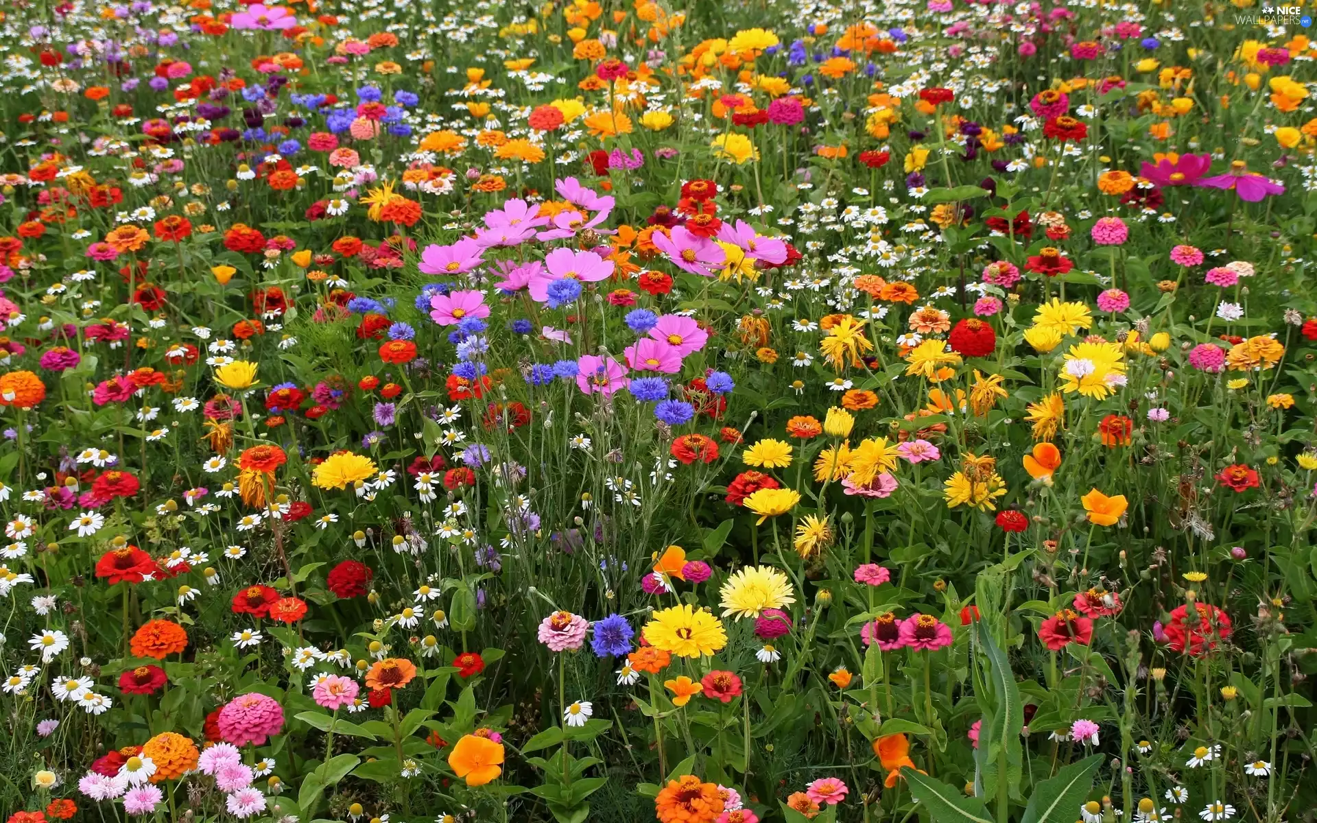 Meadow, Wildflowers, Flowers, color