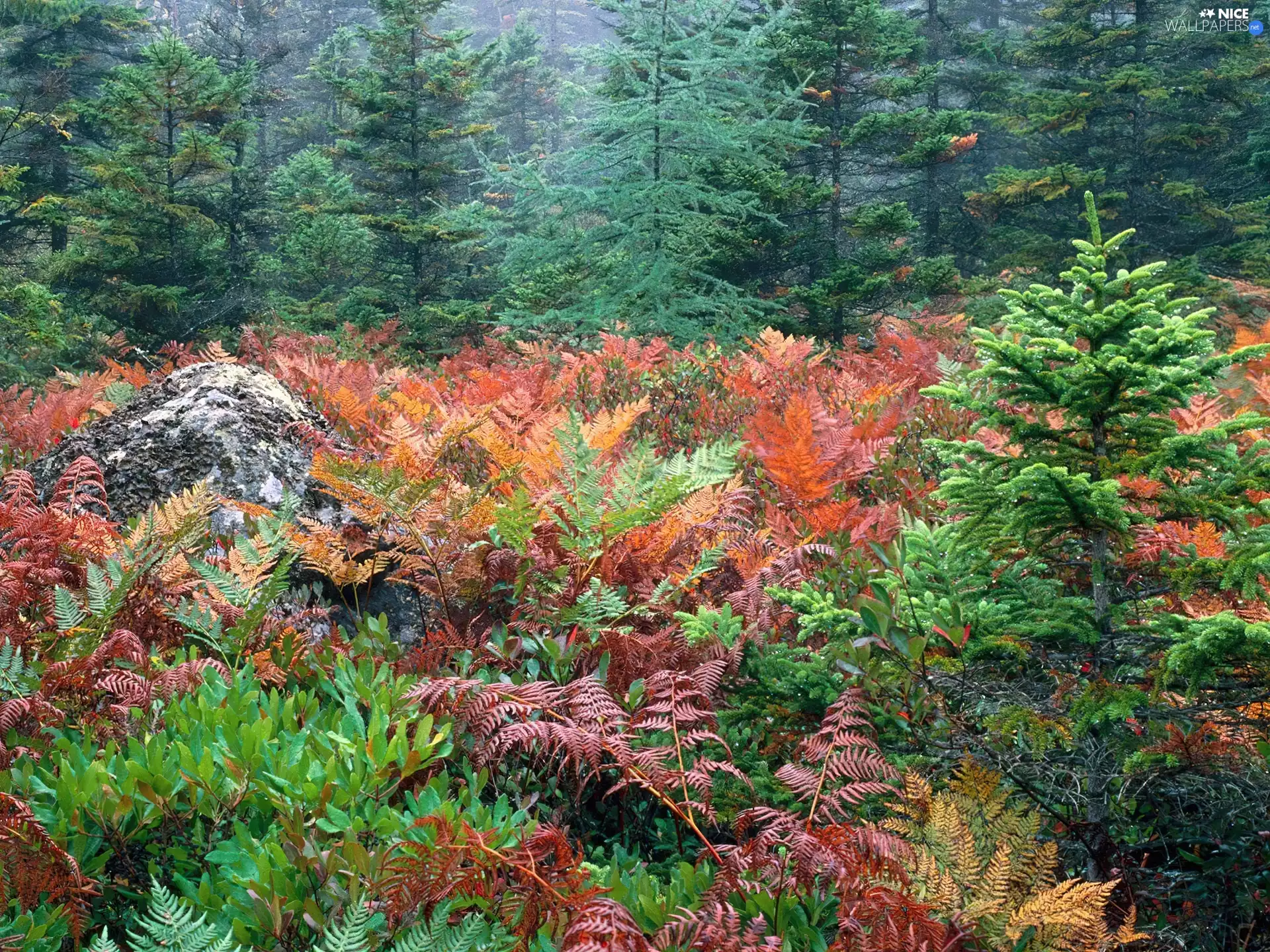 Plants, Bush, Conifers, color, green ones
