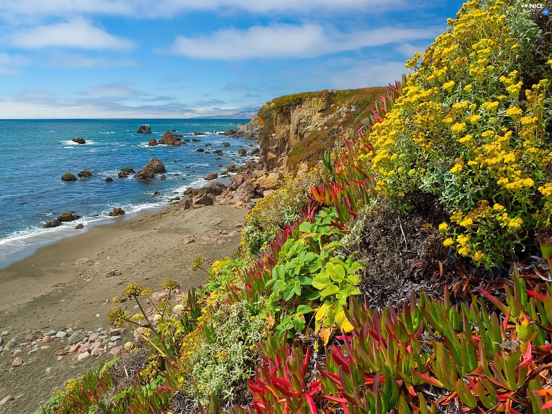 color, Plants, craggy, coast, sea