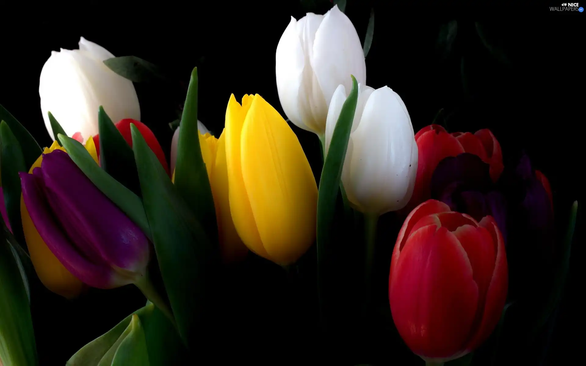 Tulips, color
