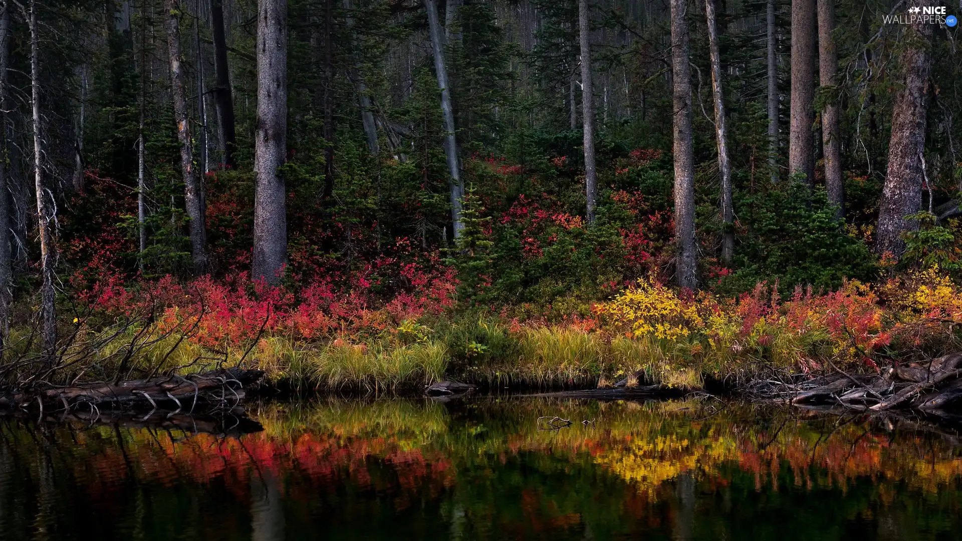 Bush, River, viewes, color, forest, trees, reflection