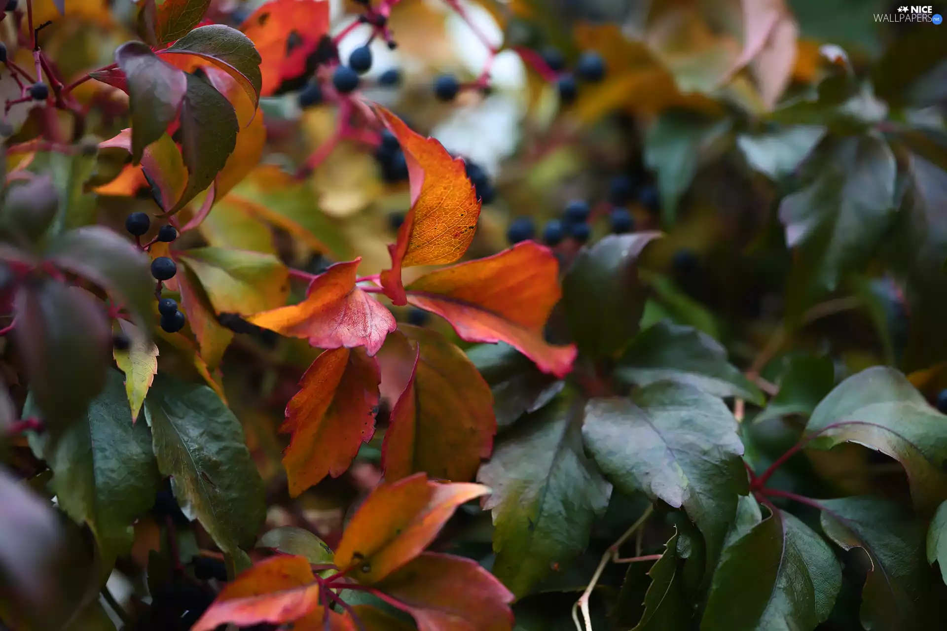 Woodbine, Leaf, Fruits, color