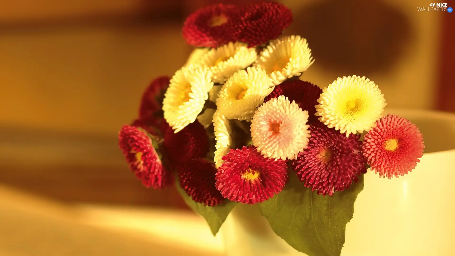 Daisies, small bunch, Colorful