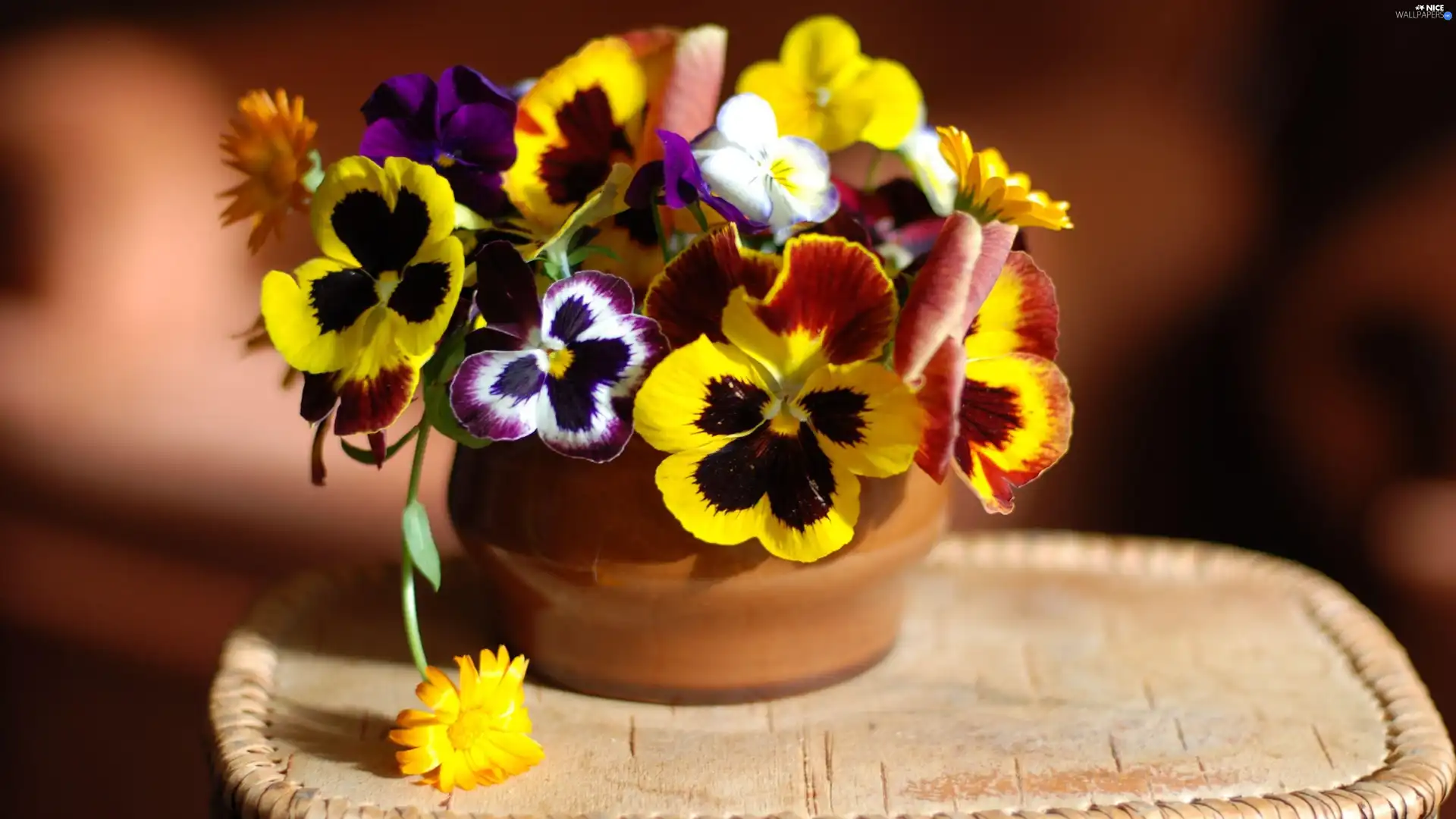 pansies, small bunch, Colorful