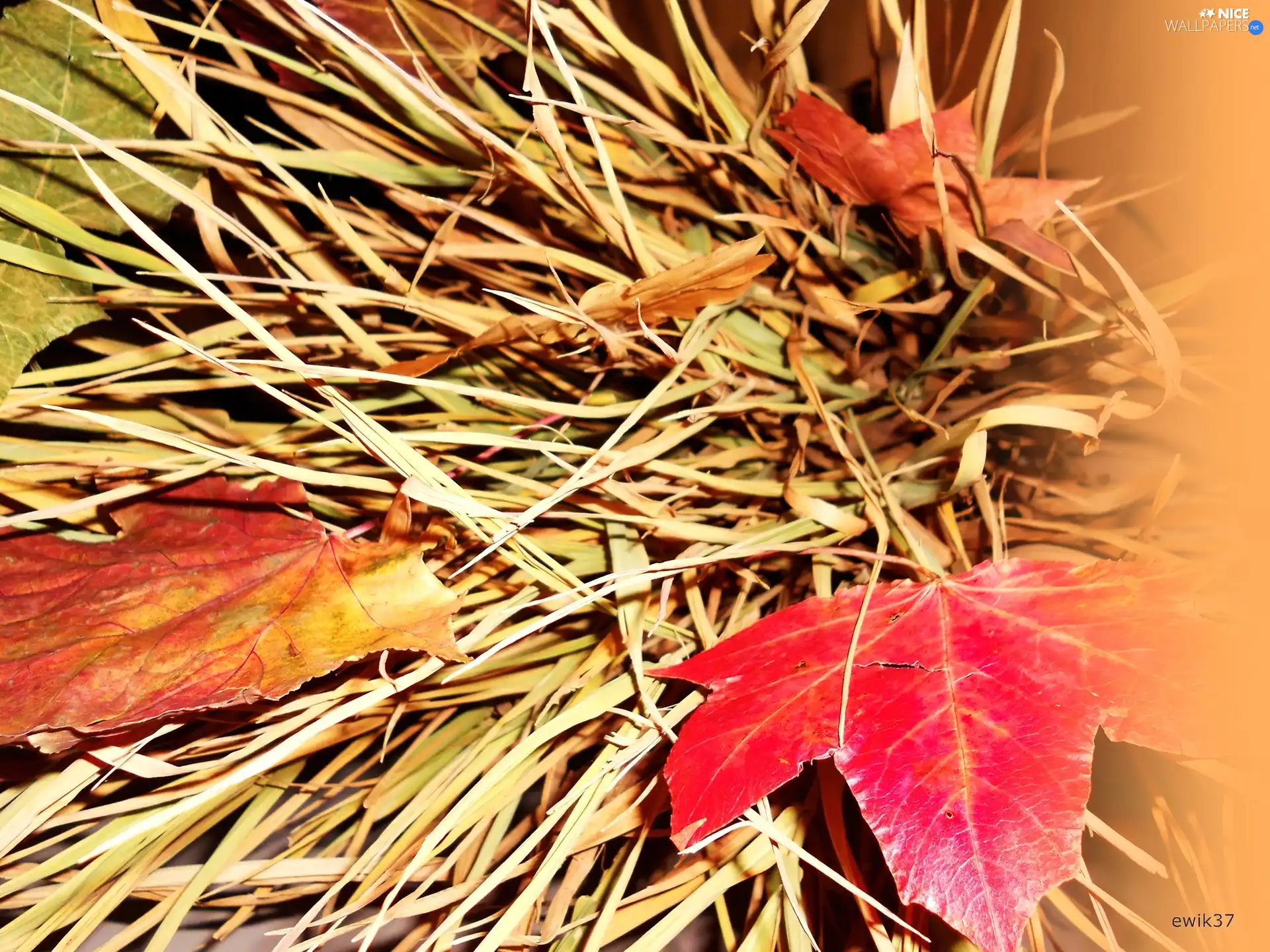 Orange, colors, Autumn, Leaves, grass