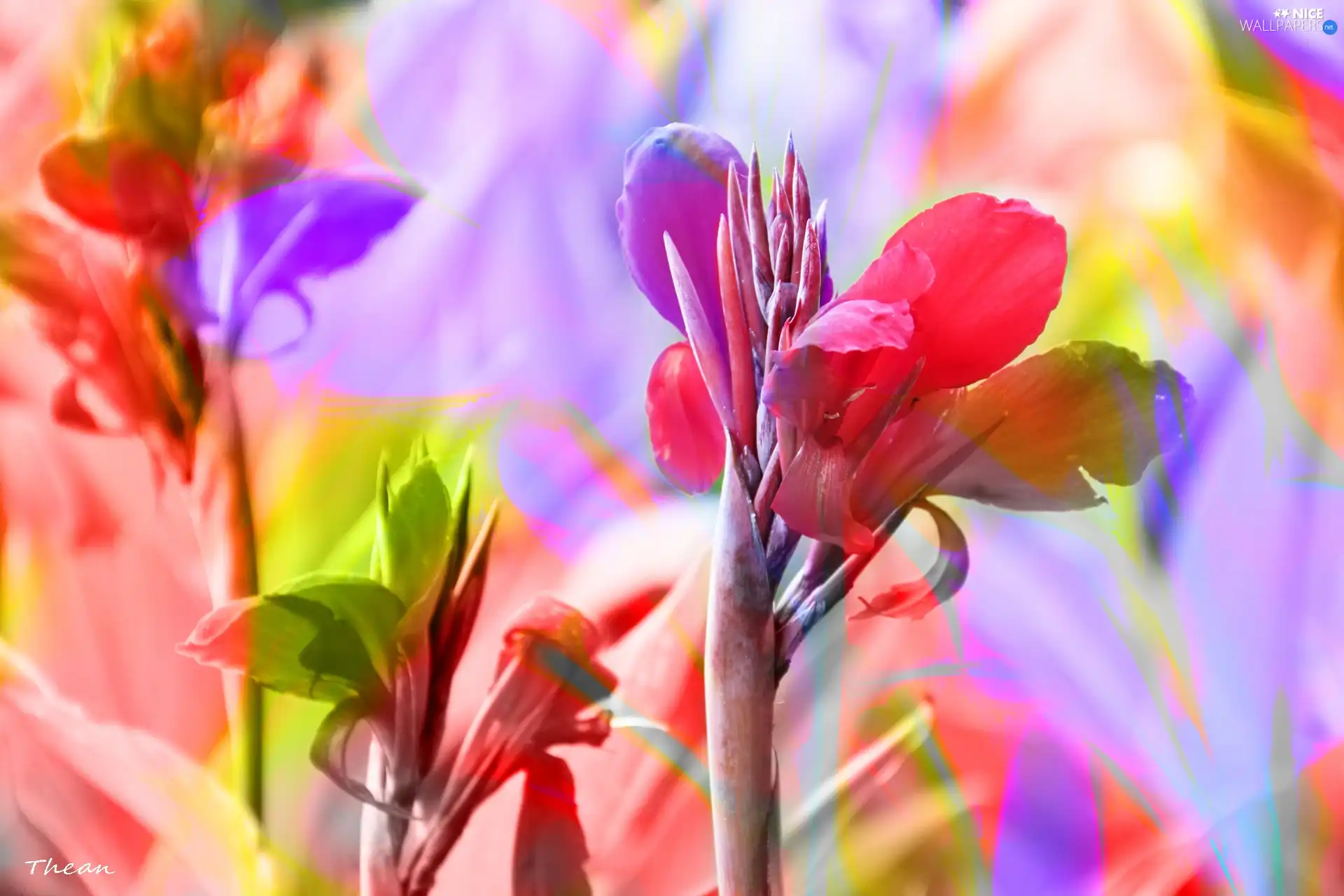 Flowers, colors