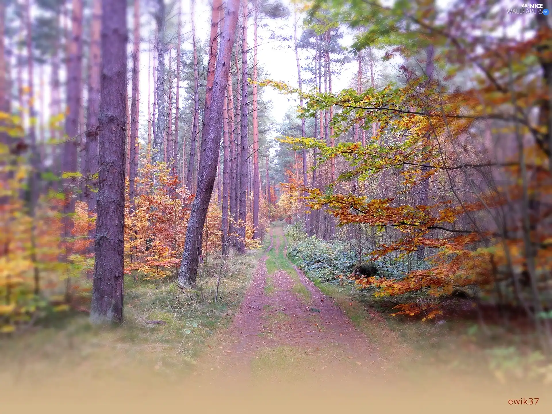 colors, autumn, forest