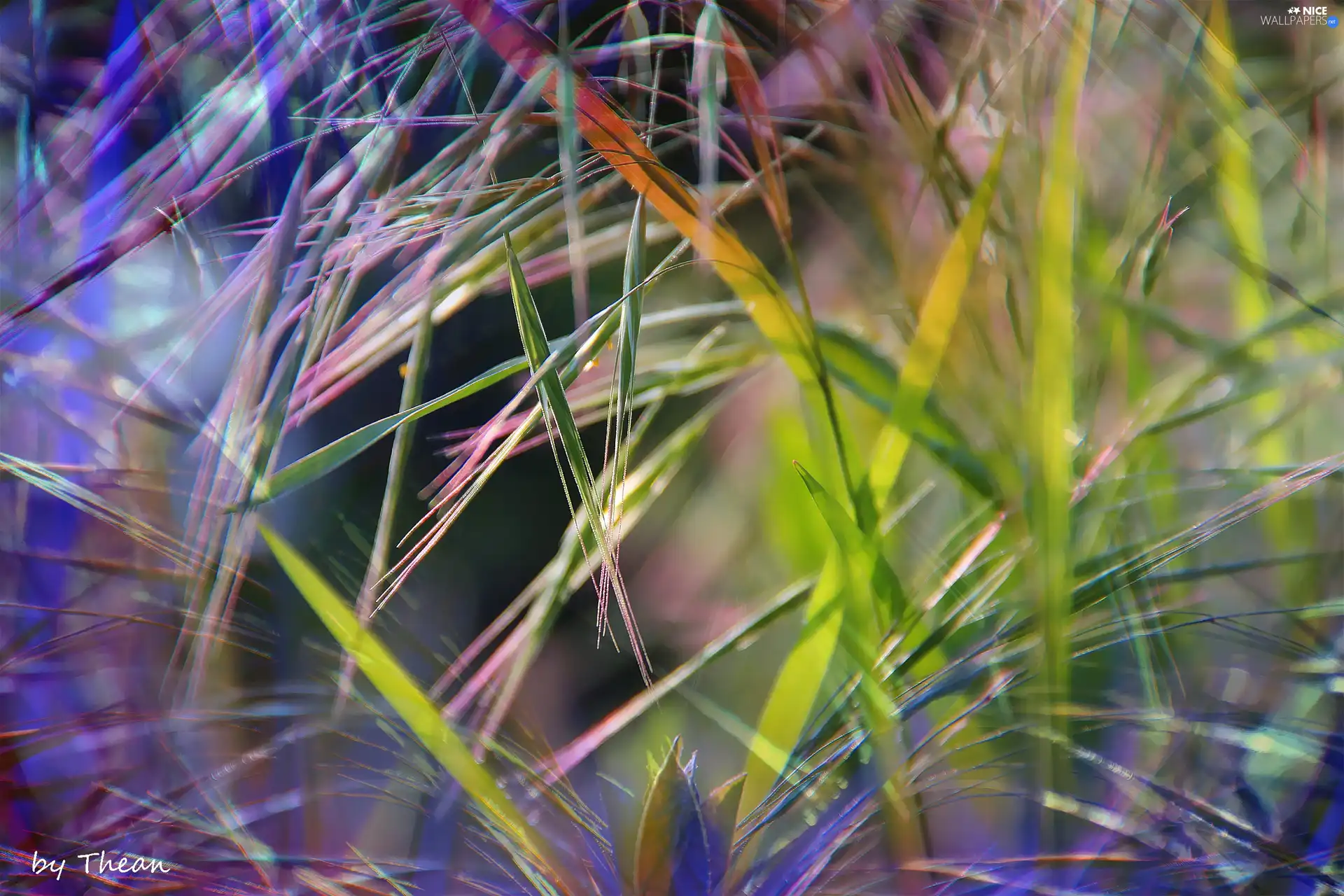 colors, inflorescence, grass