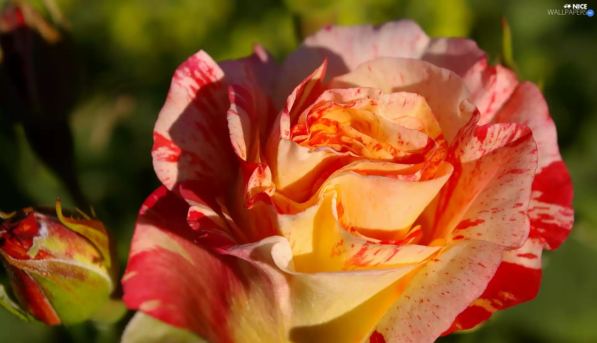 two Colors, rose, bud, developed