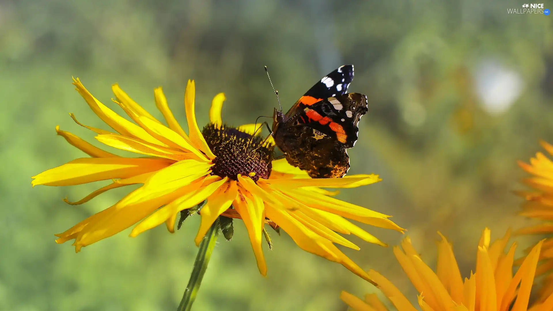 butterfly, Mermaid Admiral, Colourfull Flowers, Rudbeckia, Yellow