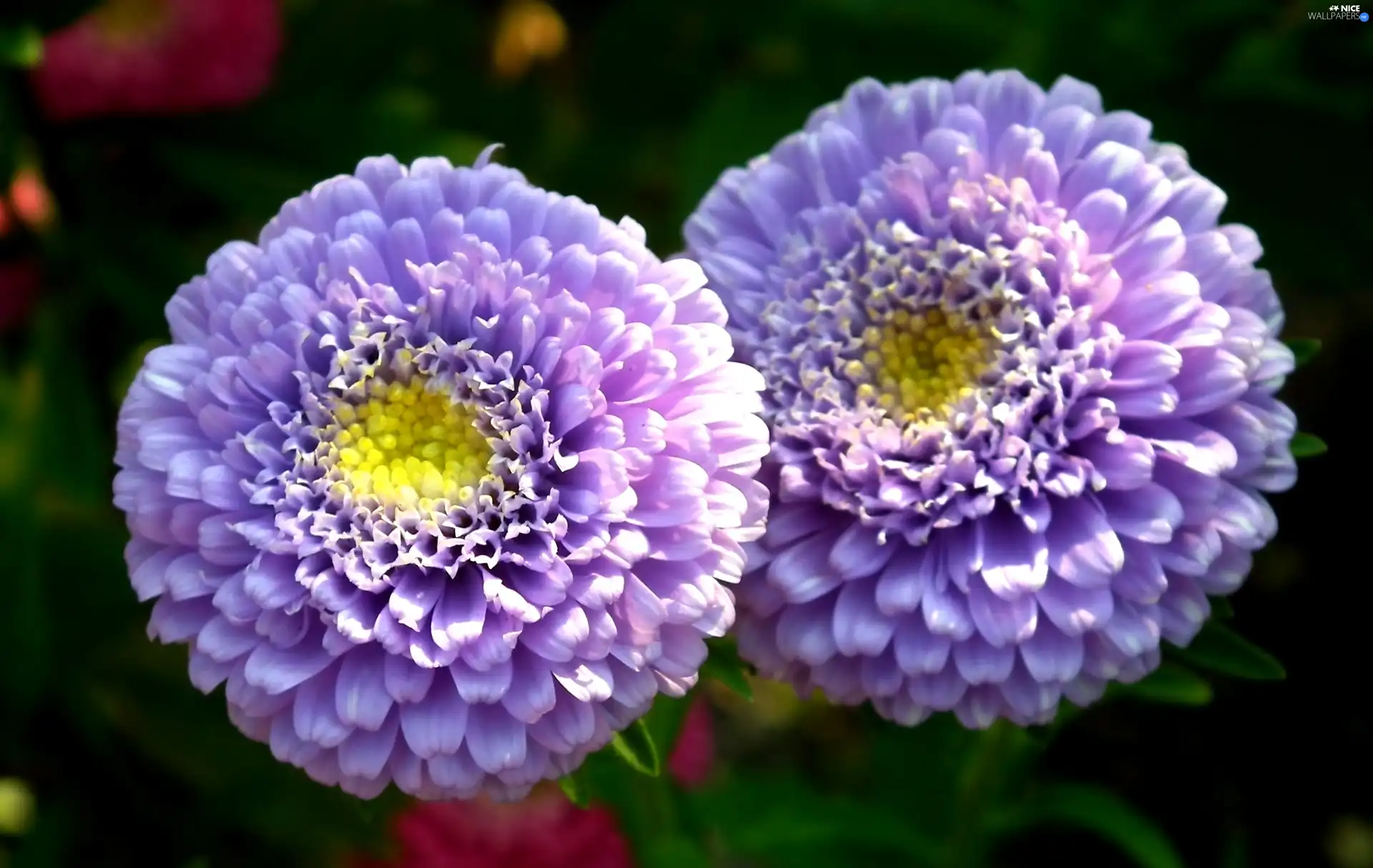 Aster, nature, Colourfull Flowers