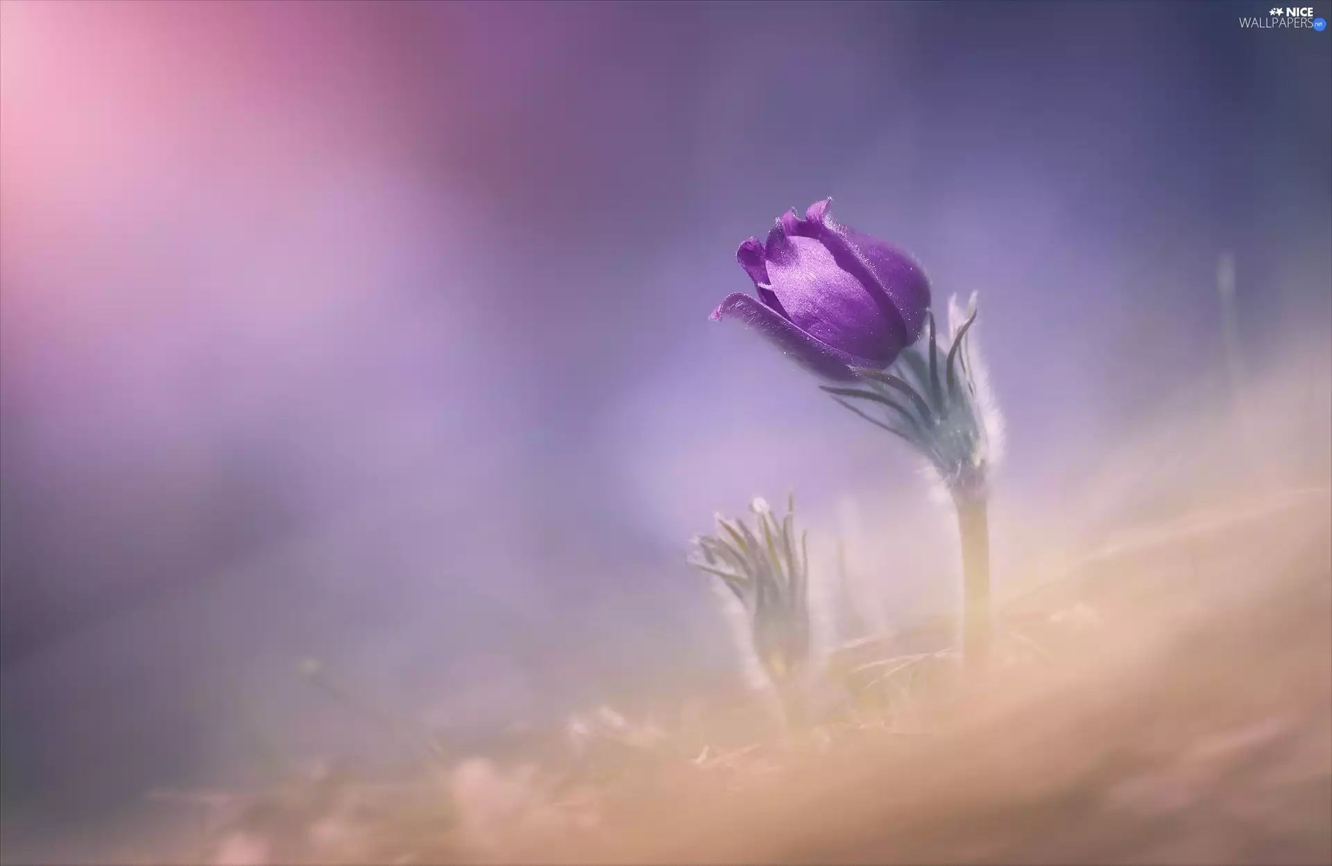 bud, blurry background, Colourfull Flowers, pasque, Violet