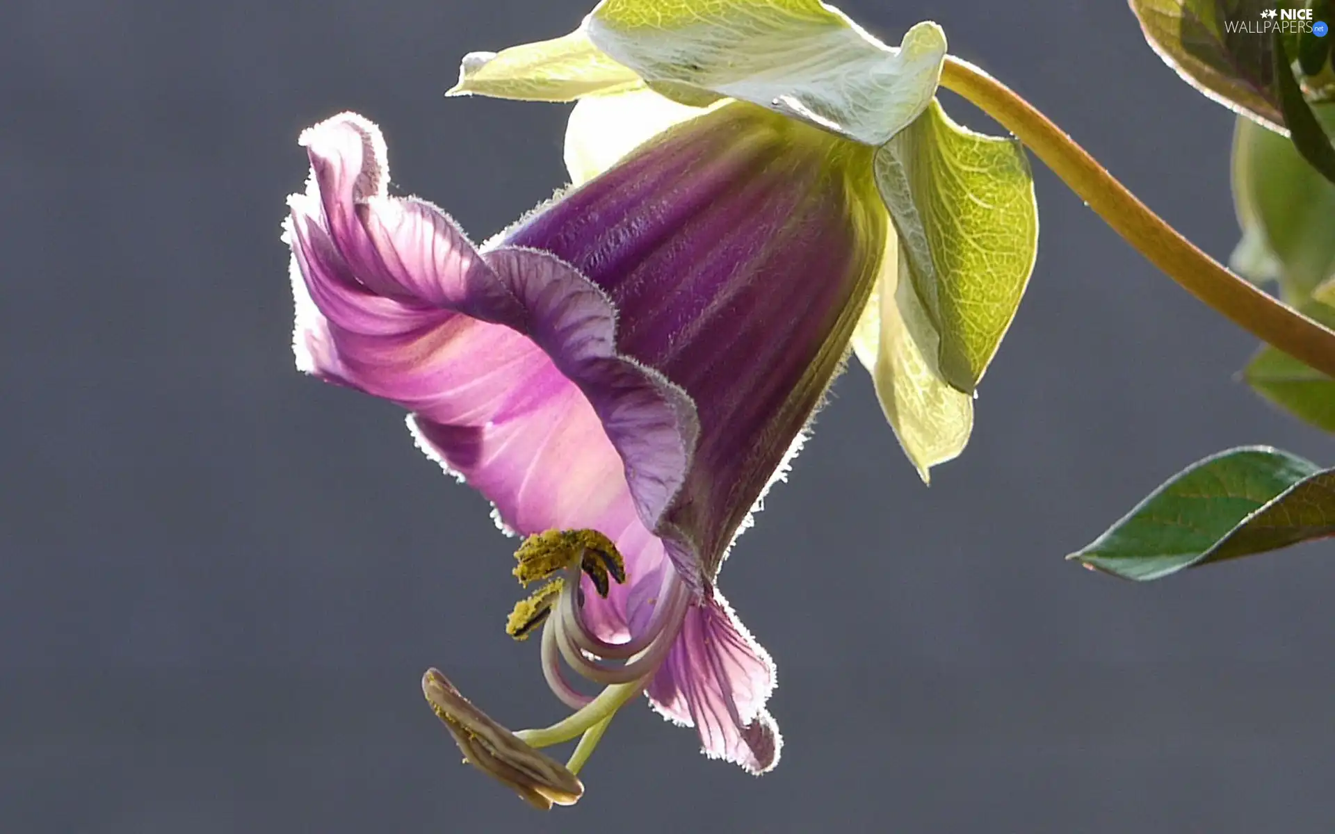 bell, Violet, Colourfull Flowers