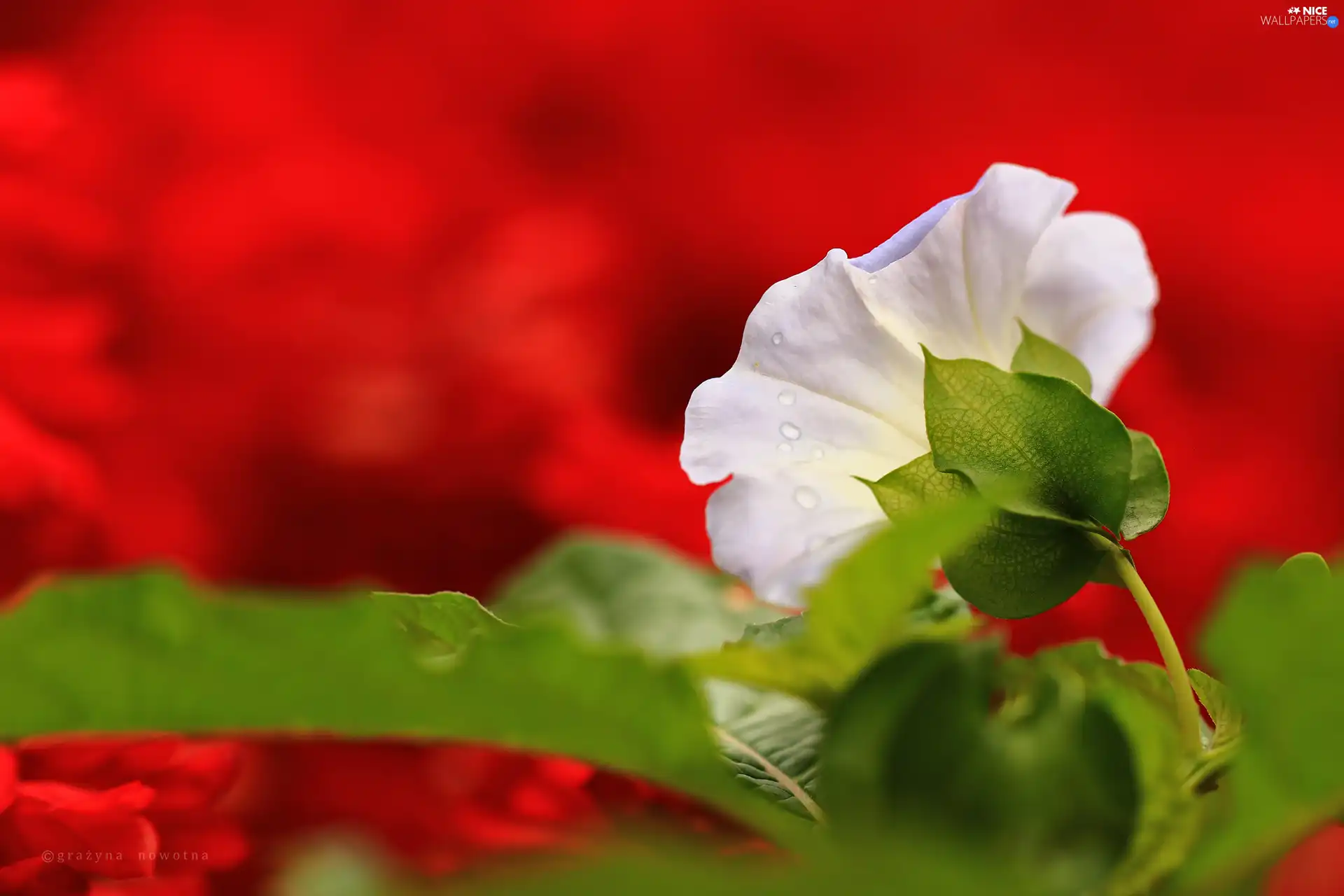 bell, White, Colourfull Flowers