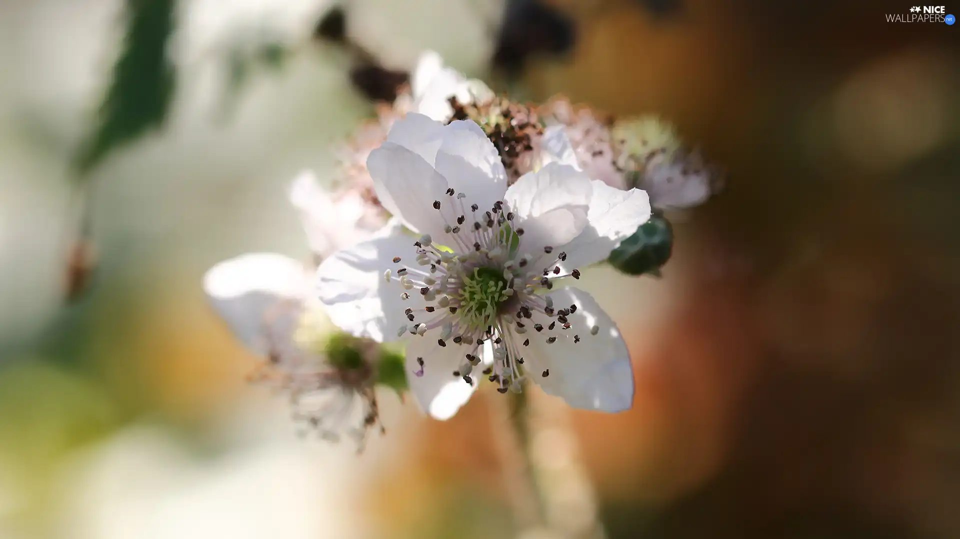 blackberries, White, Colourfull Flowers