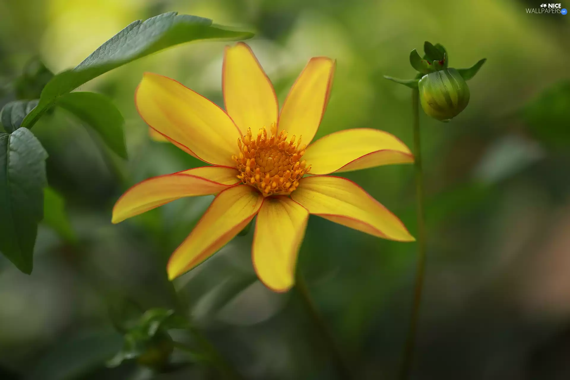 Yellow Honda, Dalia, Colourfull Flowers, bloom