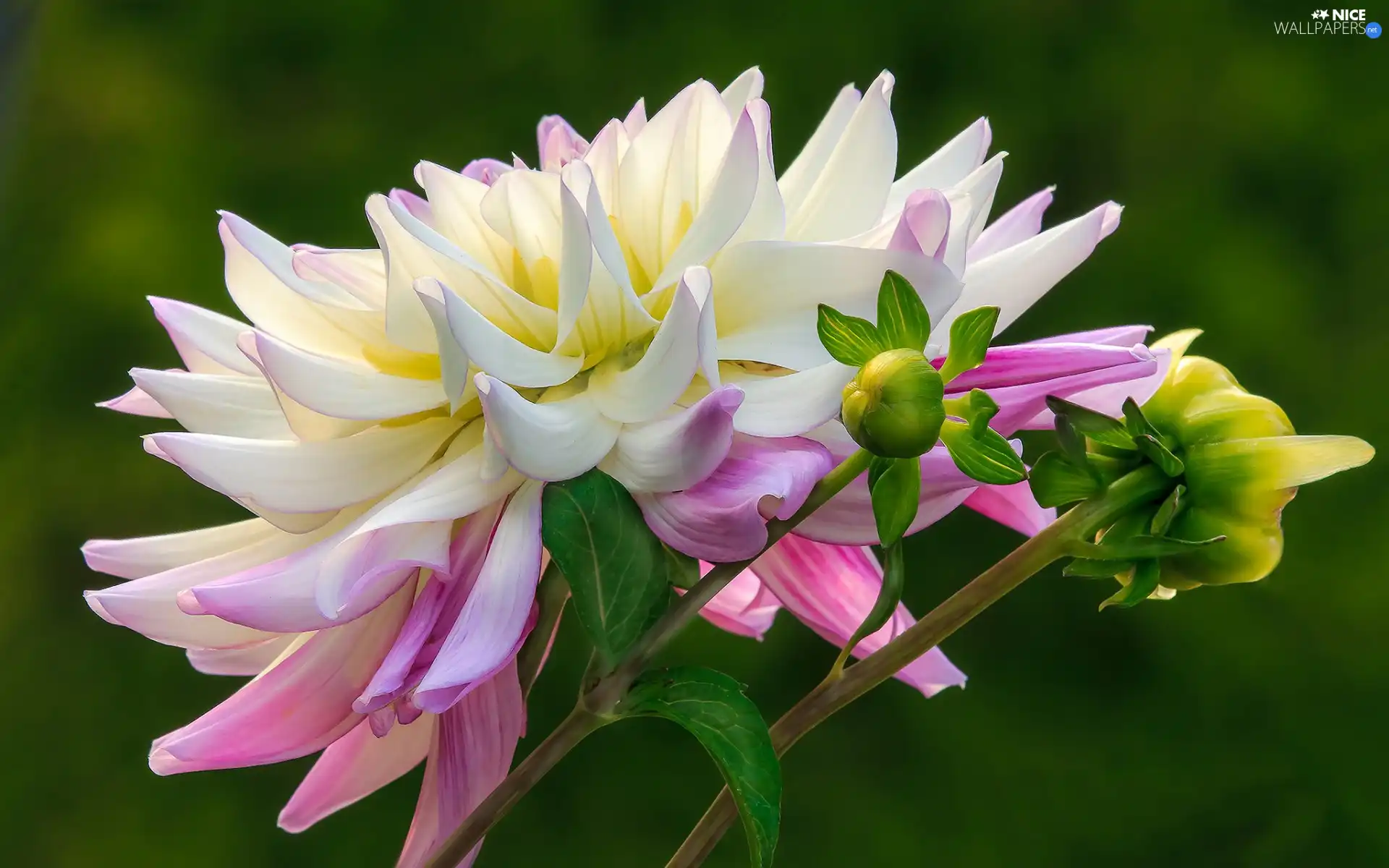 bud, Dalia, Colourfull Flowers