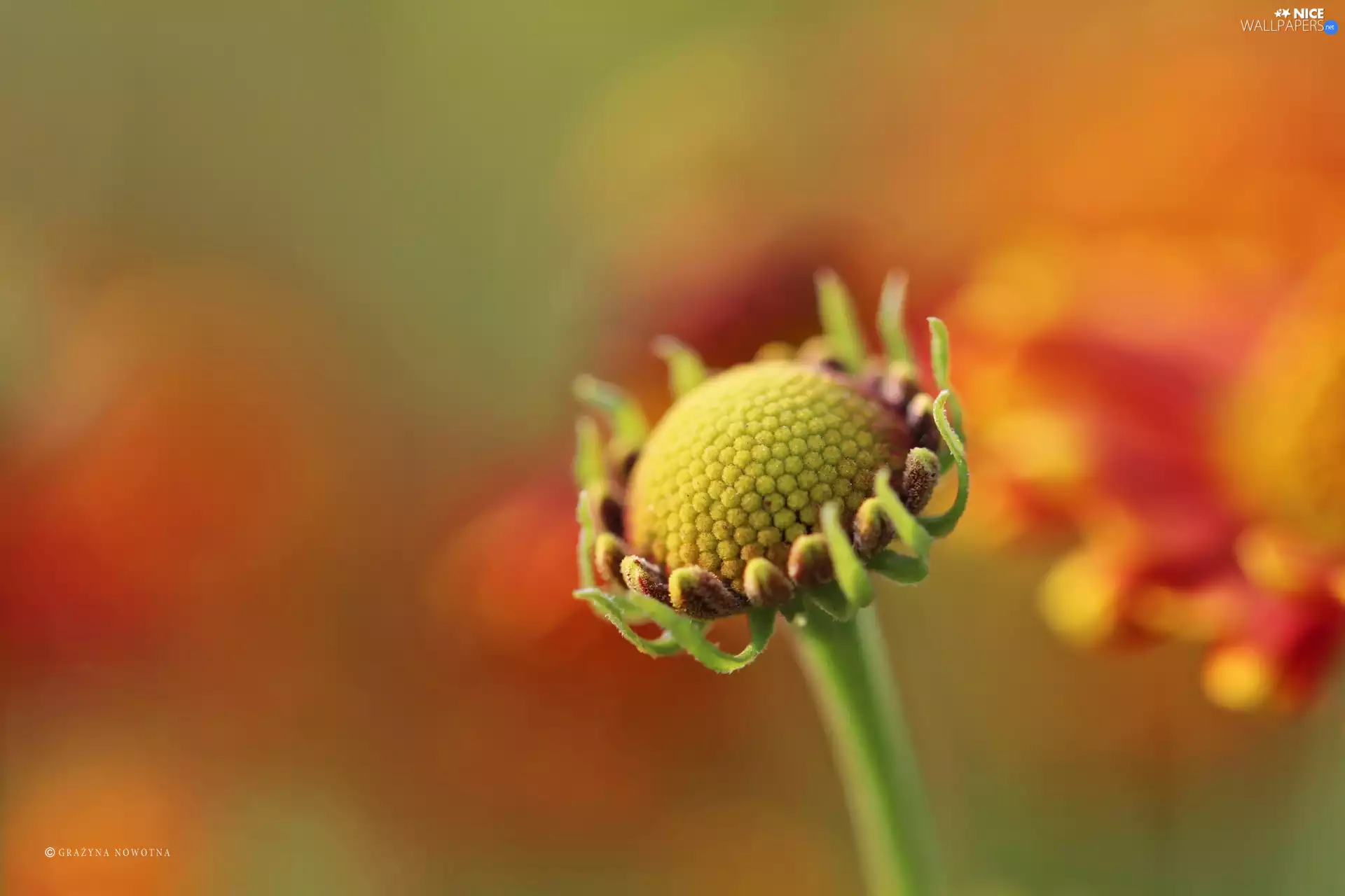 Colourfull Flowers, bud