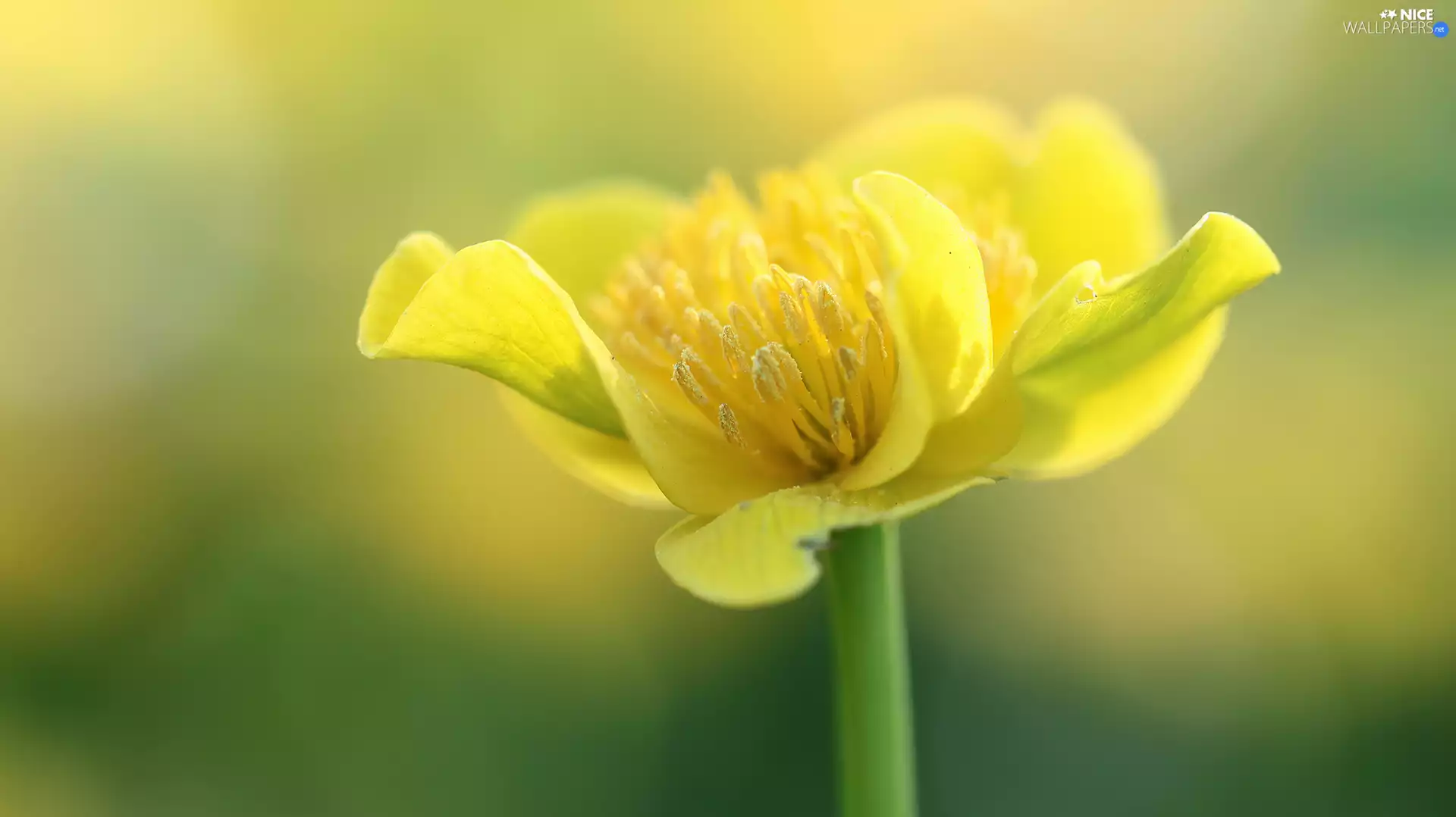 Marsh-Marigold, Yellow, Colourfull Flowers, buttercup