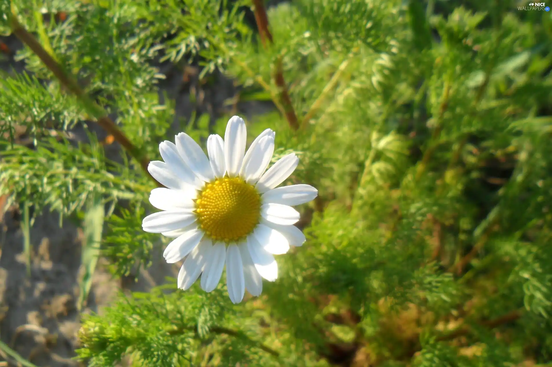 chamomile, sunny, Colourfull Flowers