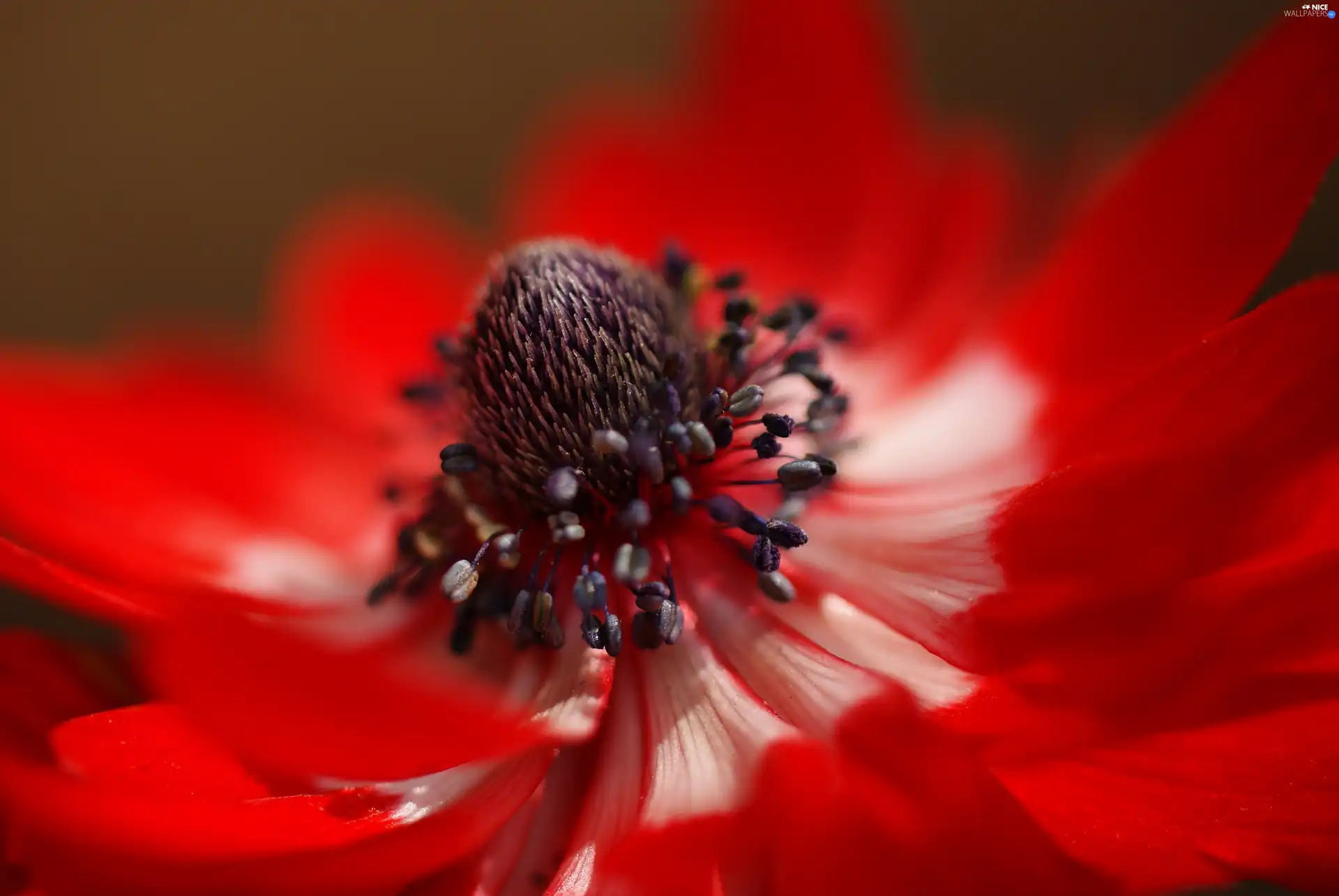 Close, anemone, Colourfull Flowers