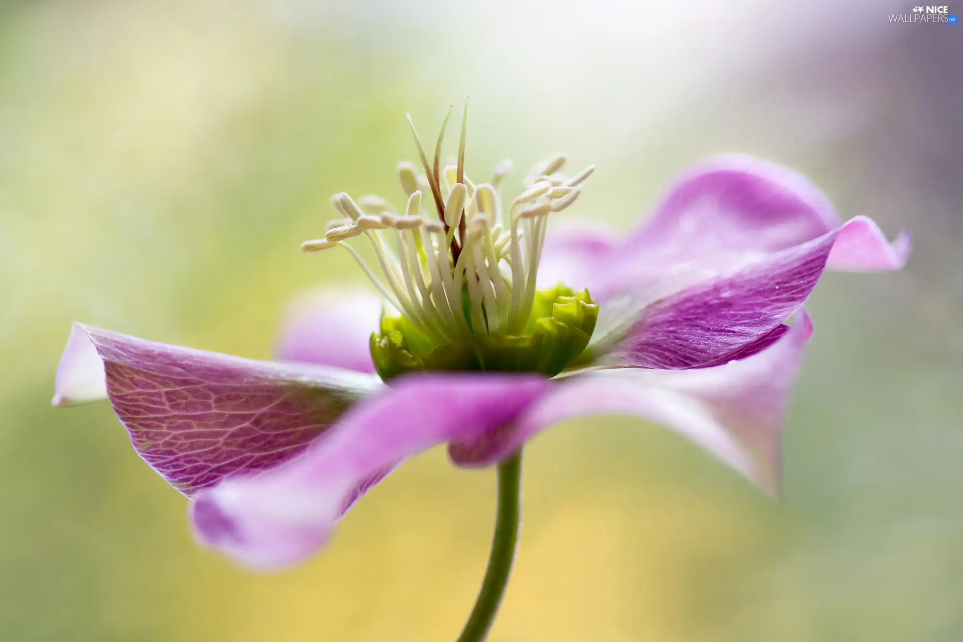 Close, nature, Colourfull Flowers