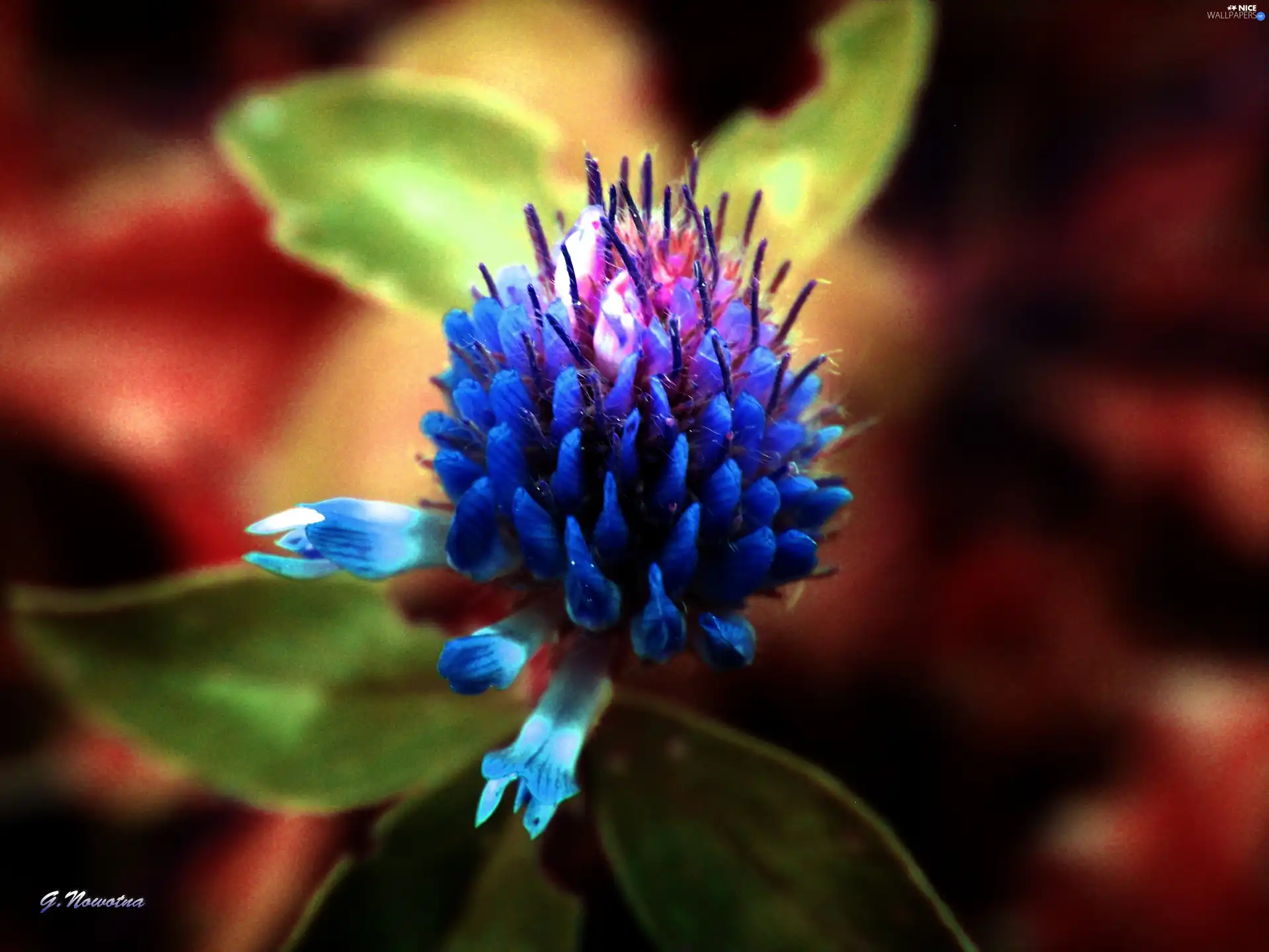 clover, color, Colourfull Flowers