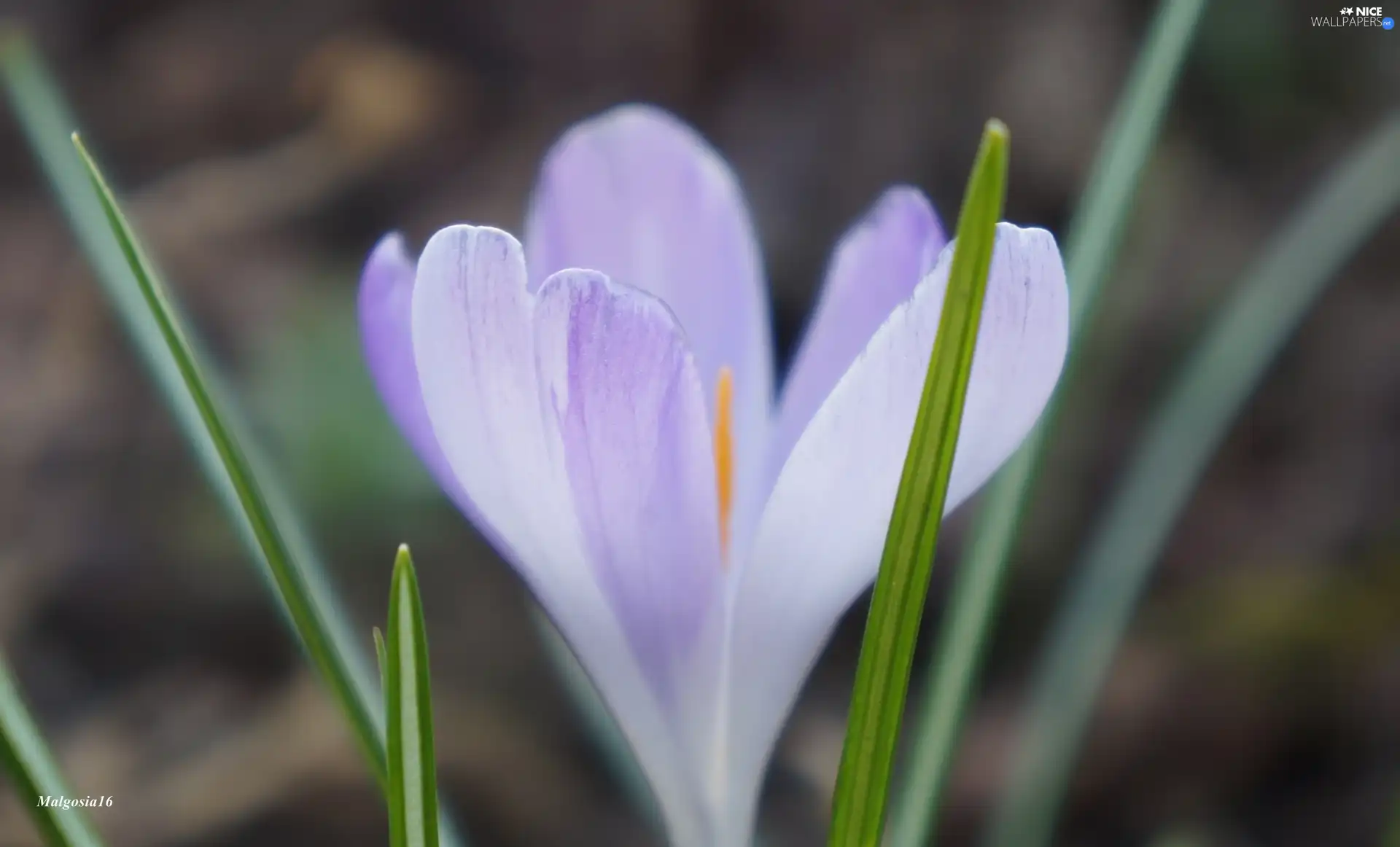 Colourfull Flowers, crocus