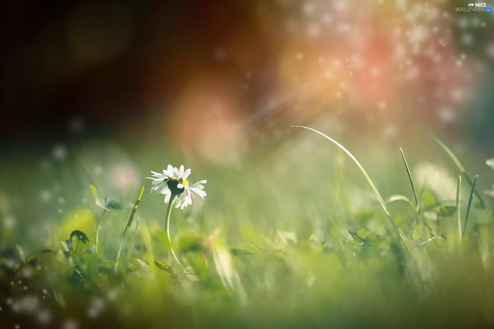 grass, Plants, White, Colourfull Flowers, daisy