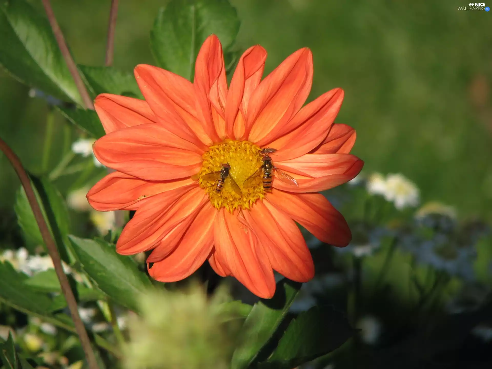 Colourfull Flowers, Dalia