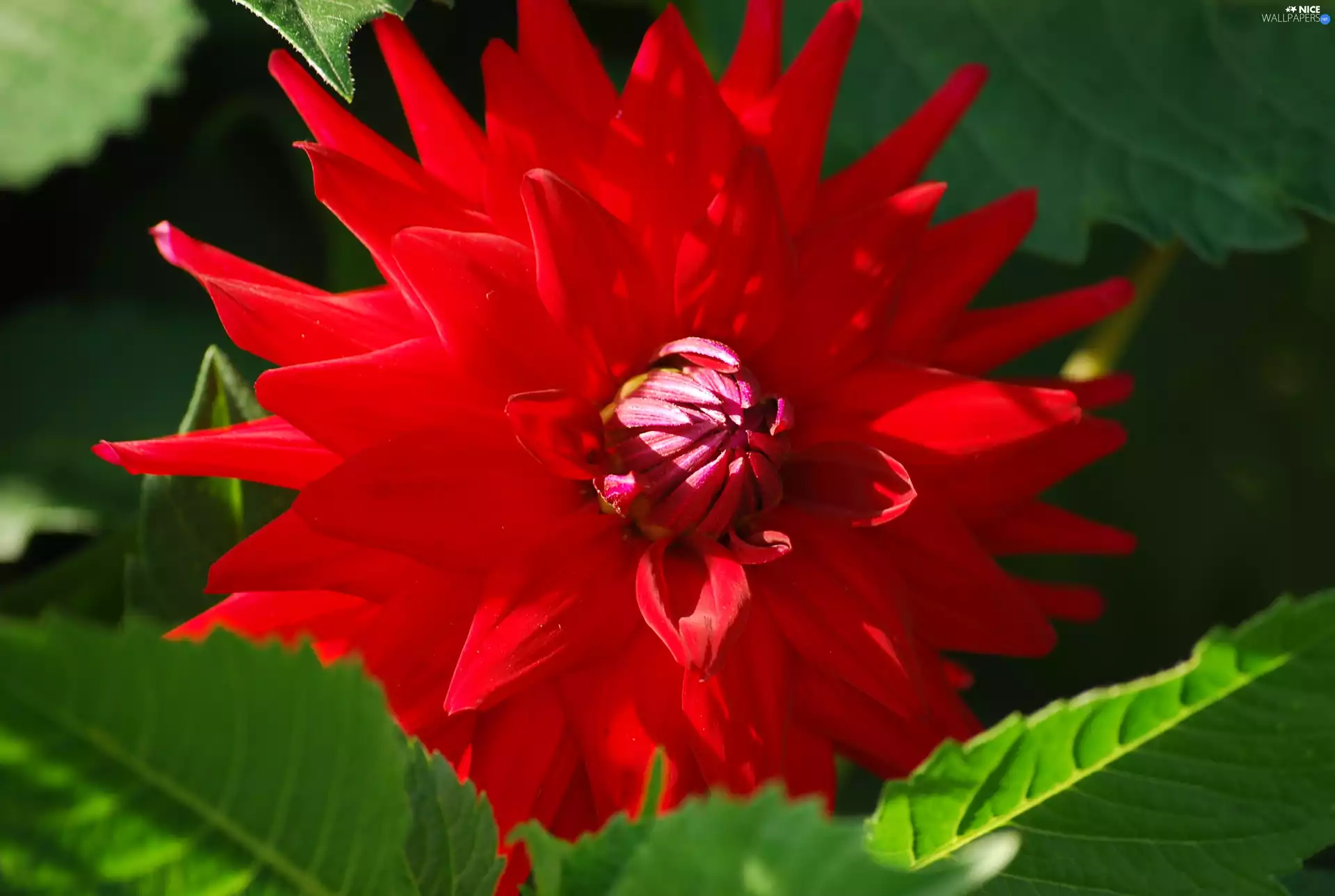 Colourfull Flowers, Dalia