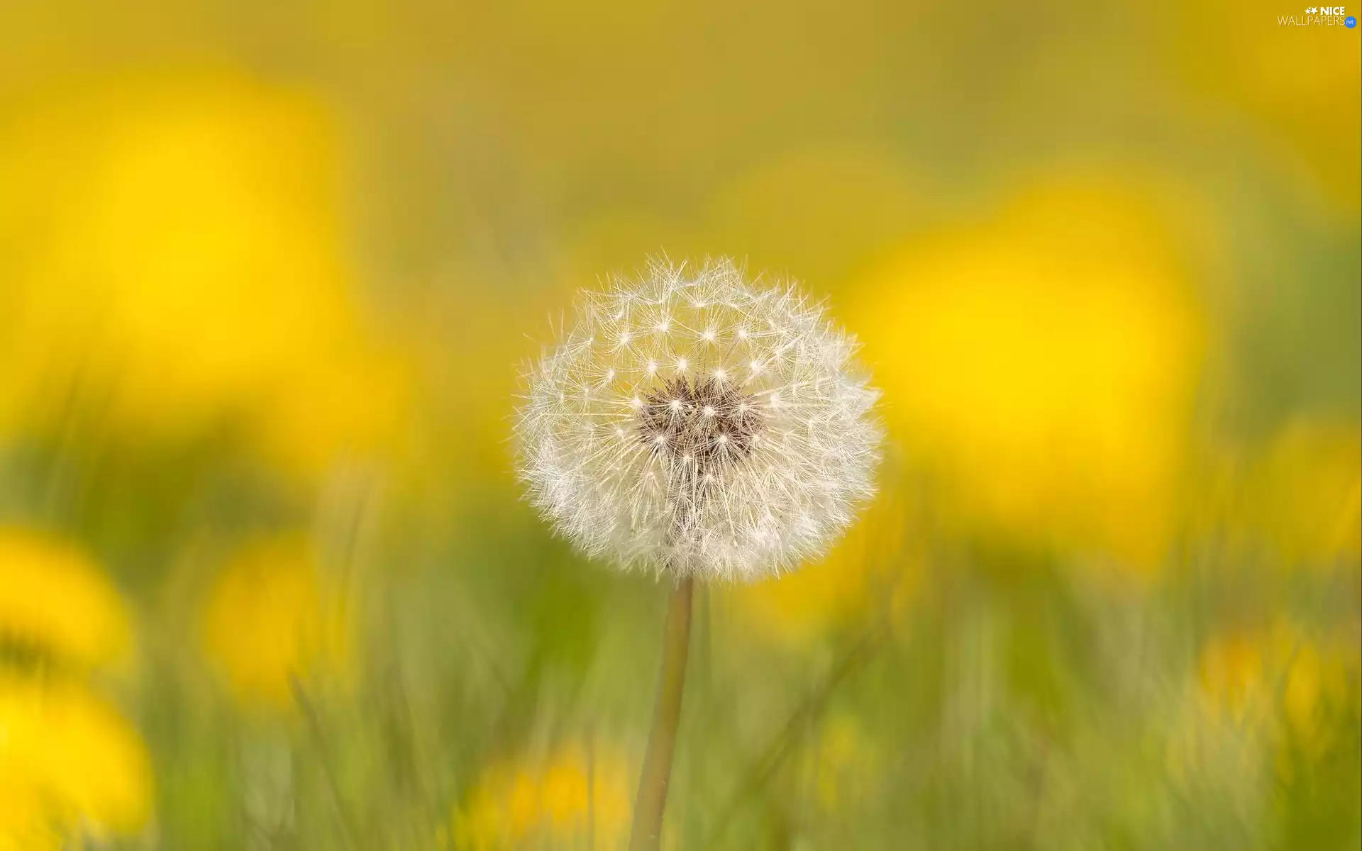down, blur, dandelion, Colourfull Flowers, dandelion
